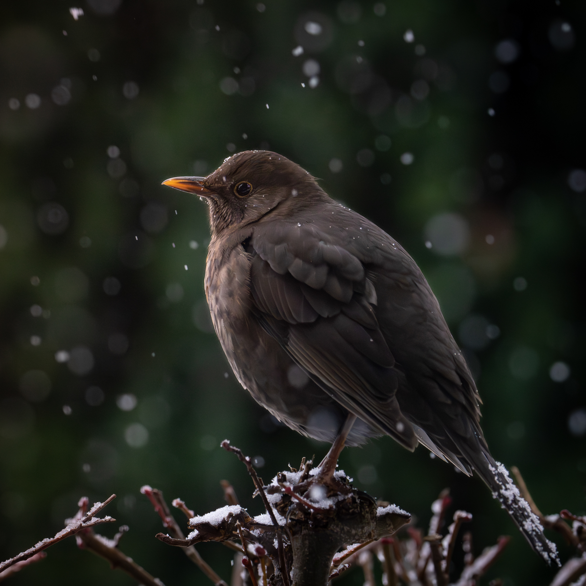 Frau Amsel ist kalt