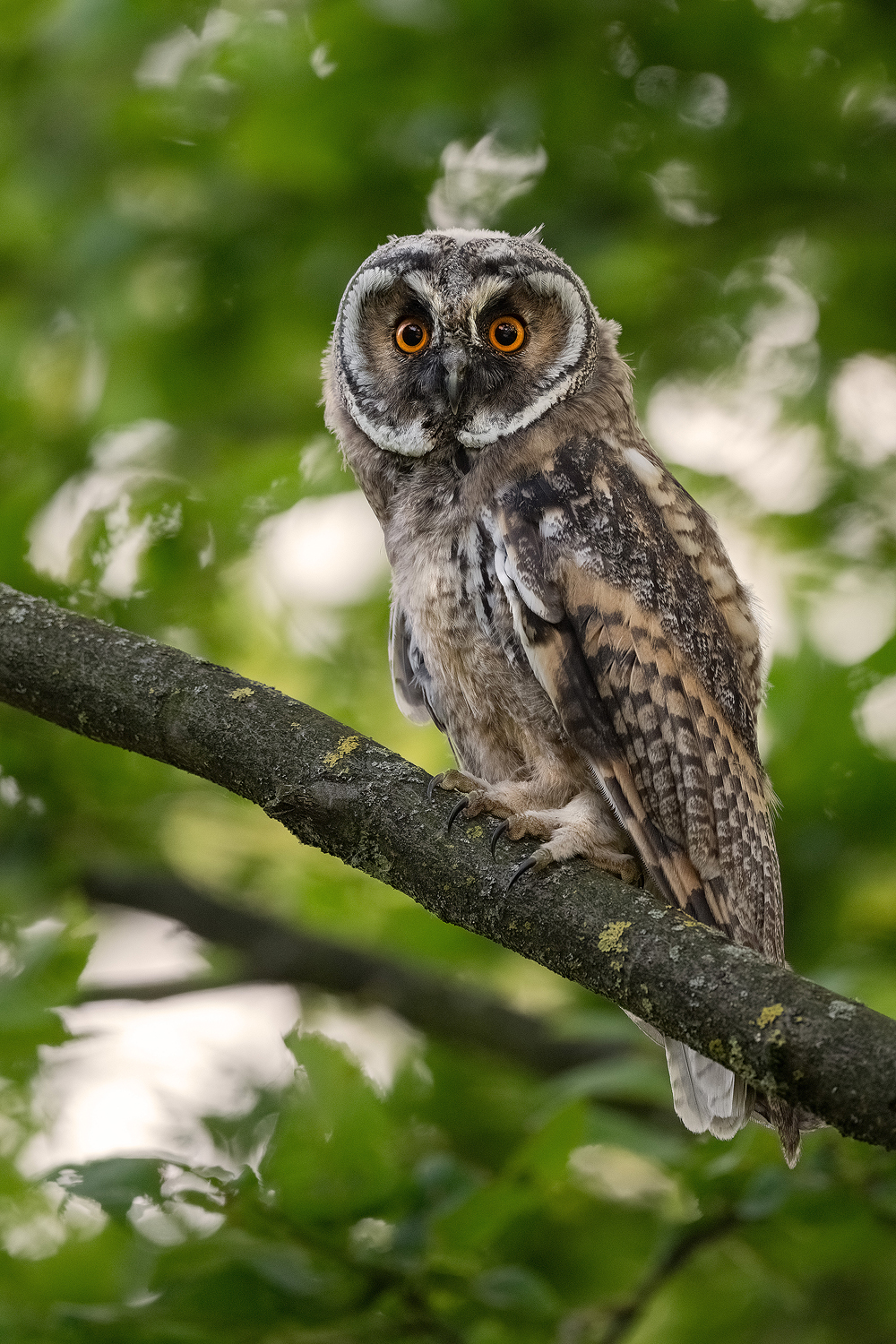 Waldohreule (Juvenile)