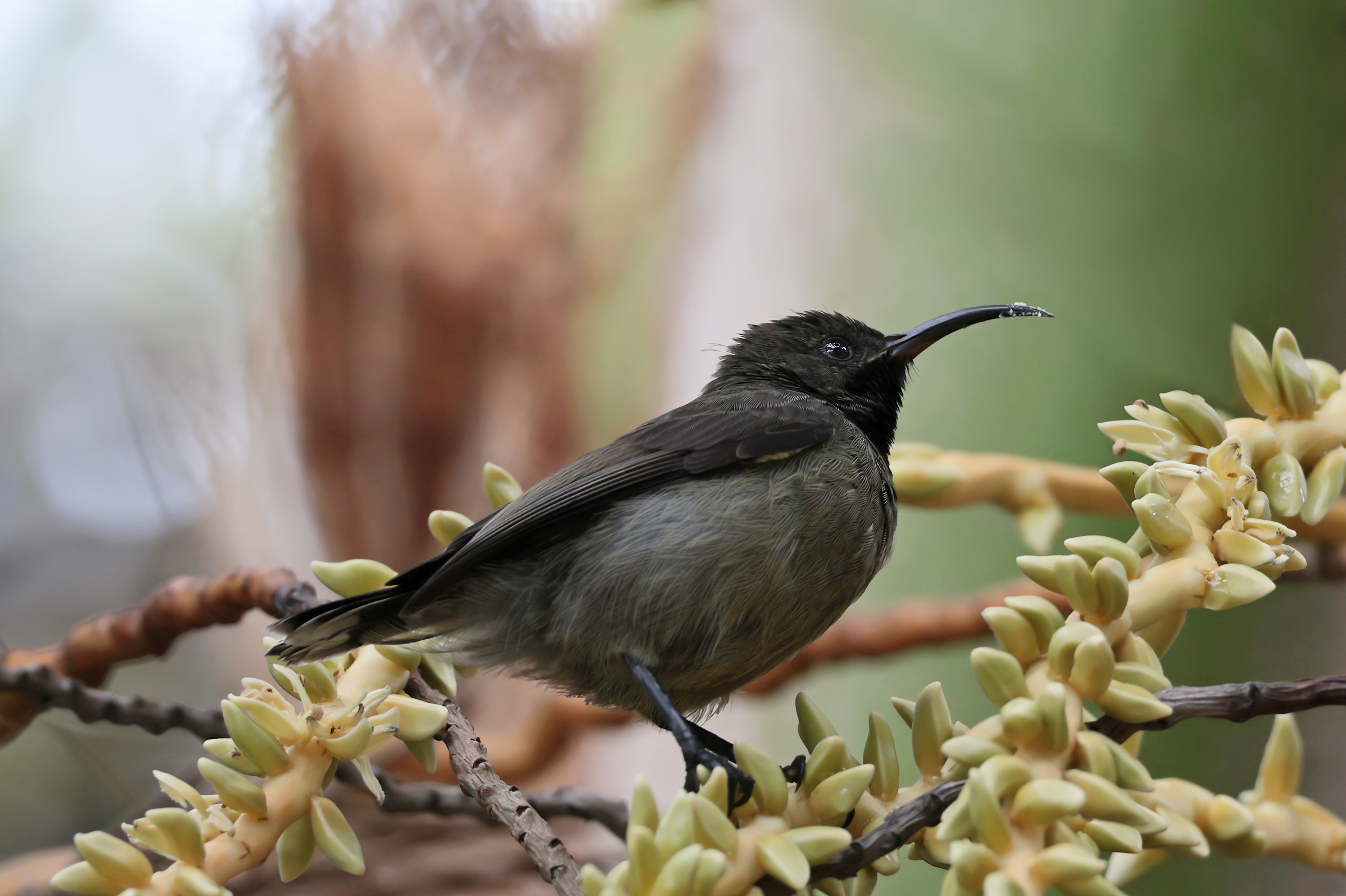 Der Seychellen-Nektarvogel