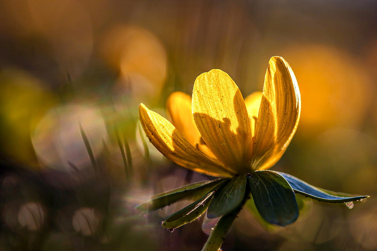 Die erste Winterlingblüte im Südharz....