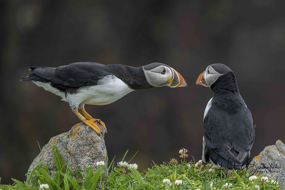 Atlantic Puffins