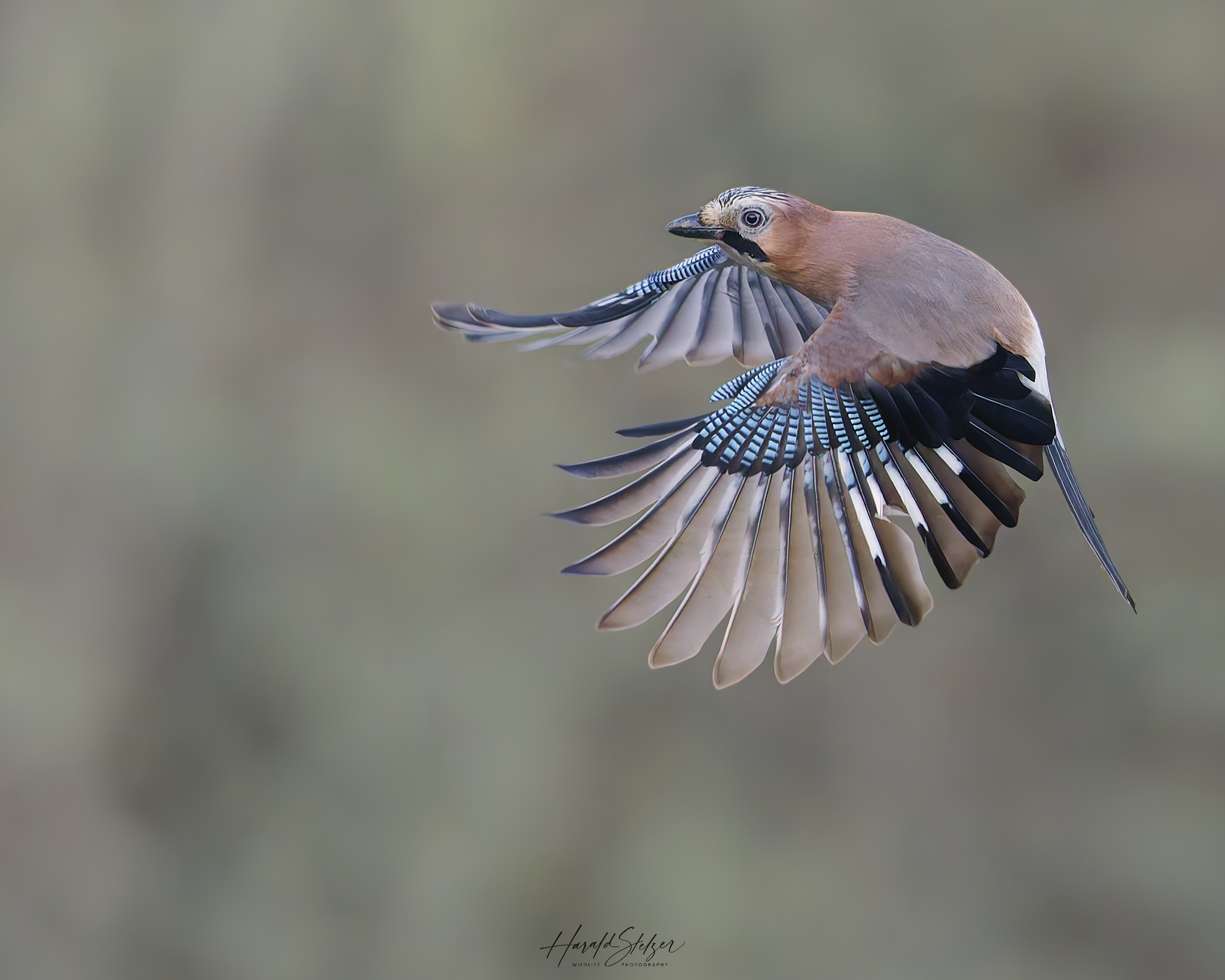 Der Flugakrobat