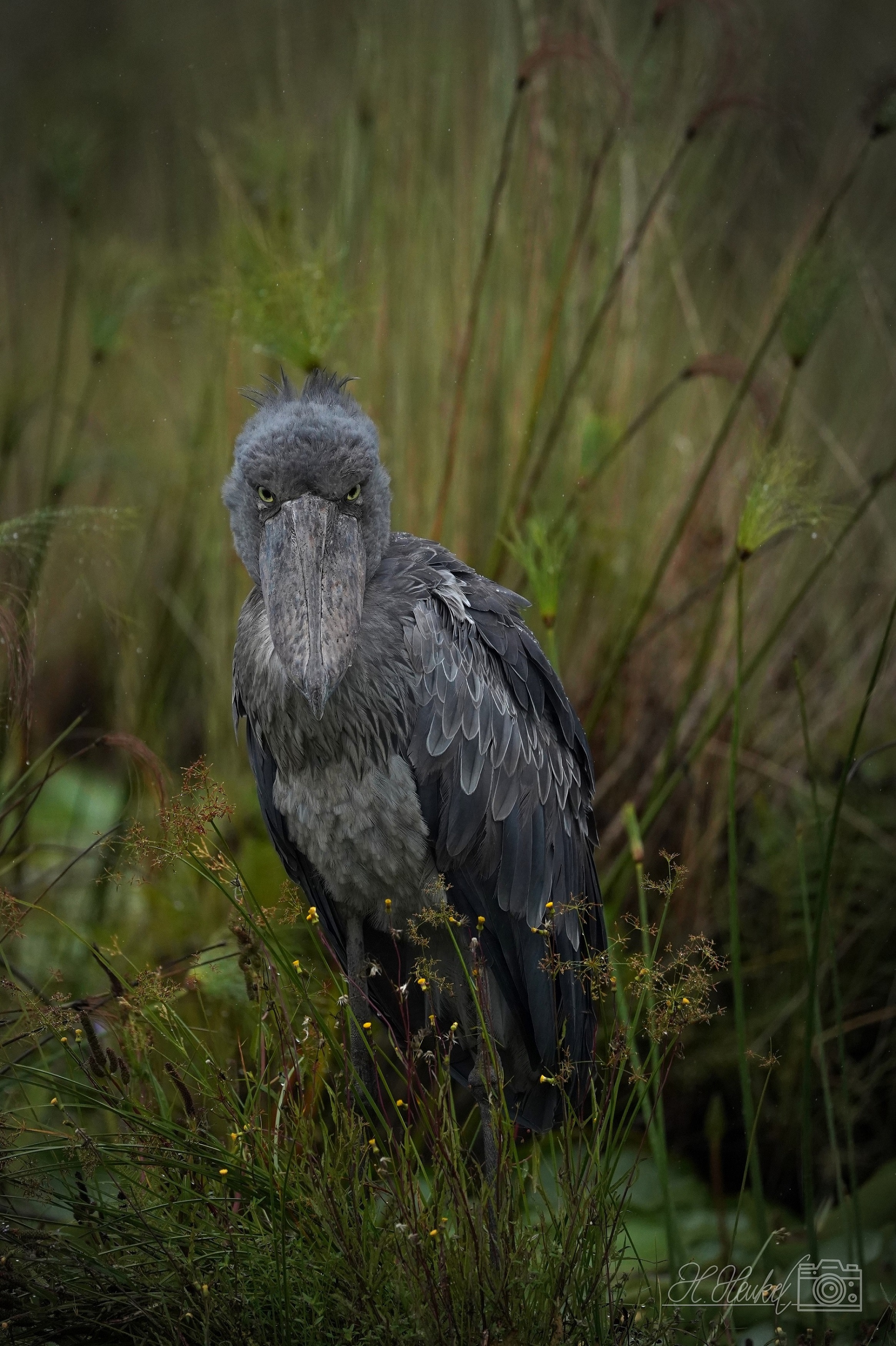 Mr. Shoebill