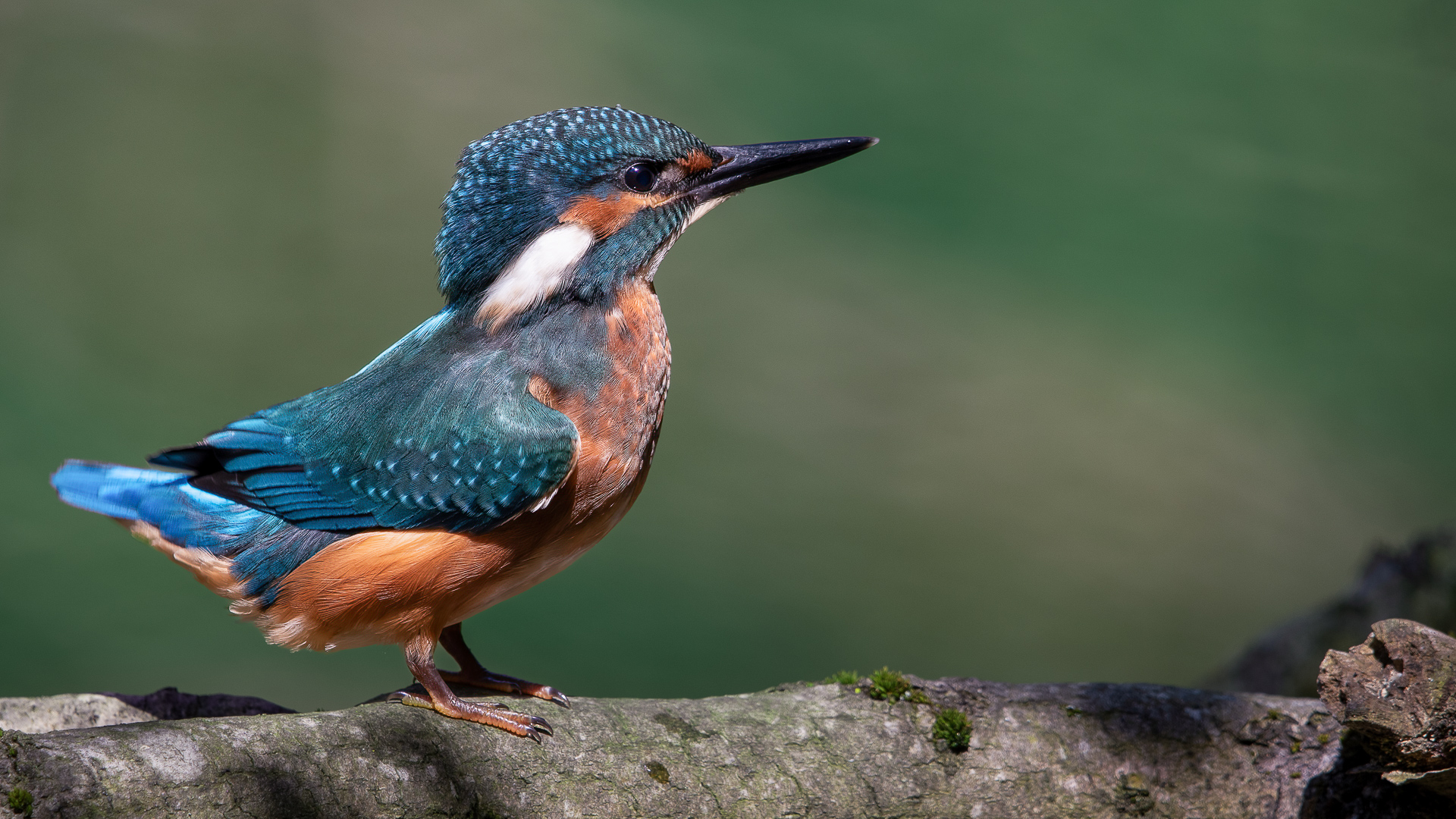 Baby Eisvogelmann erblickt das Licht der Welt