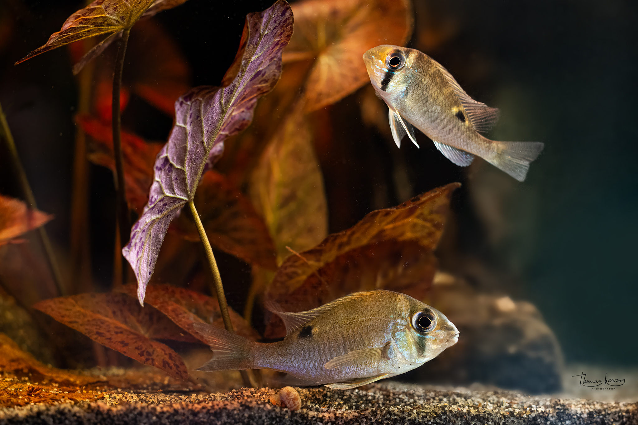 Amazonas in der Stube