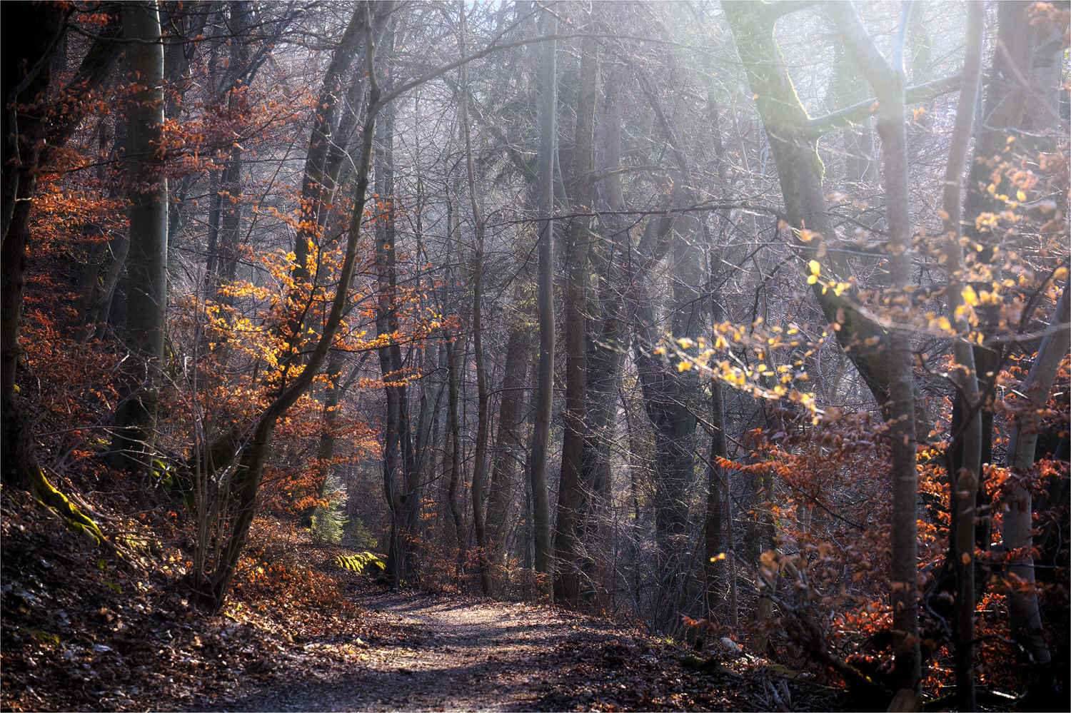 Sonne im Wald ...