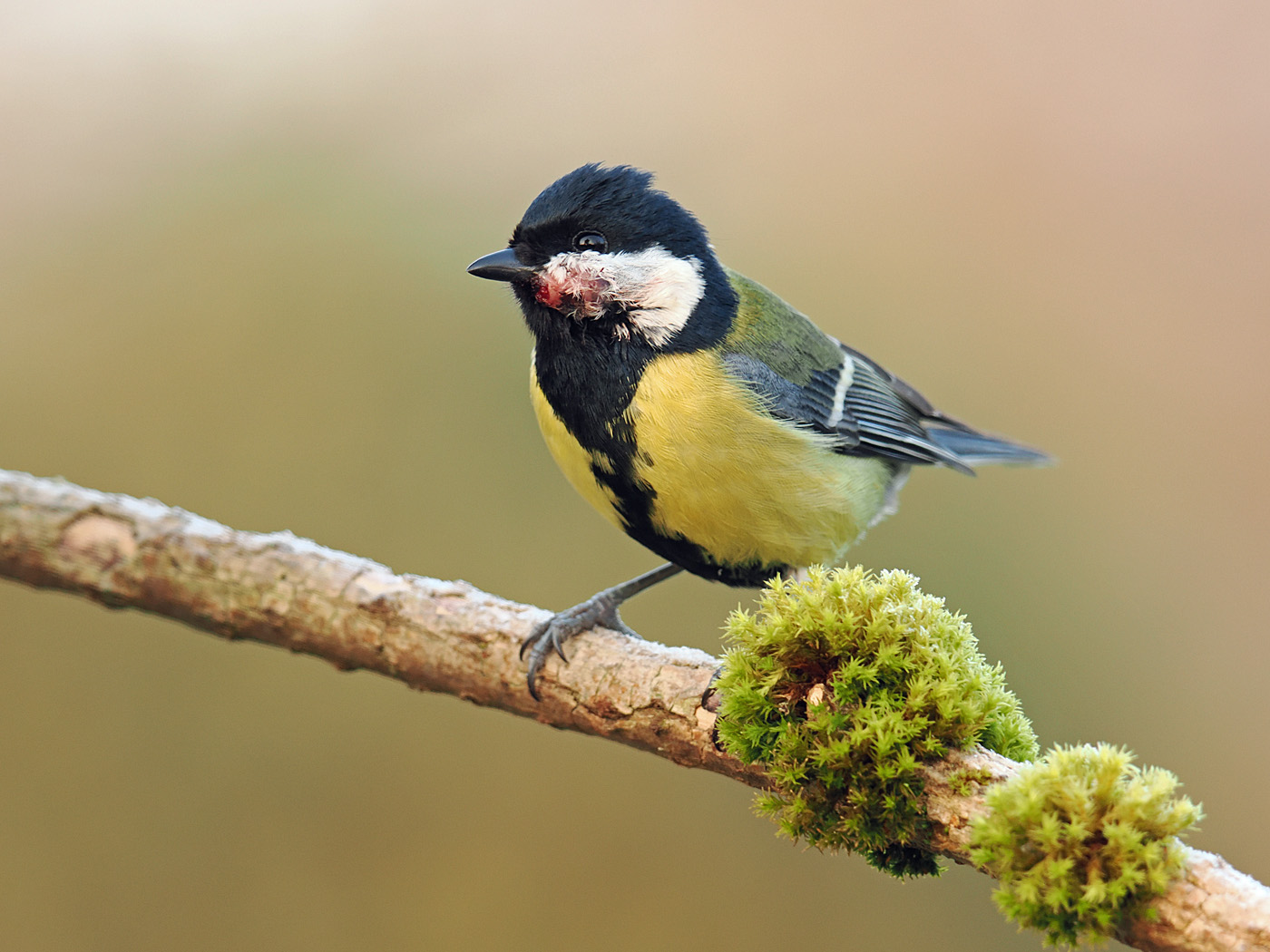 Vogelpocken