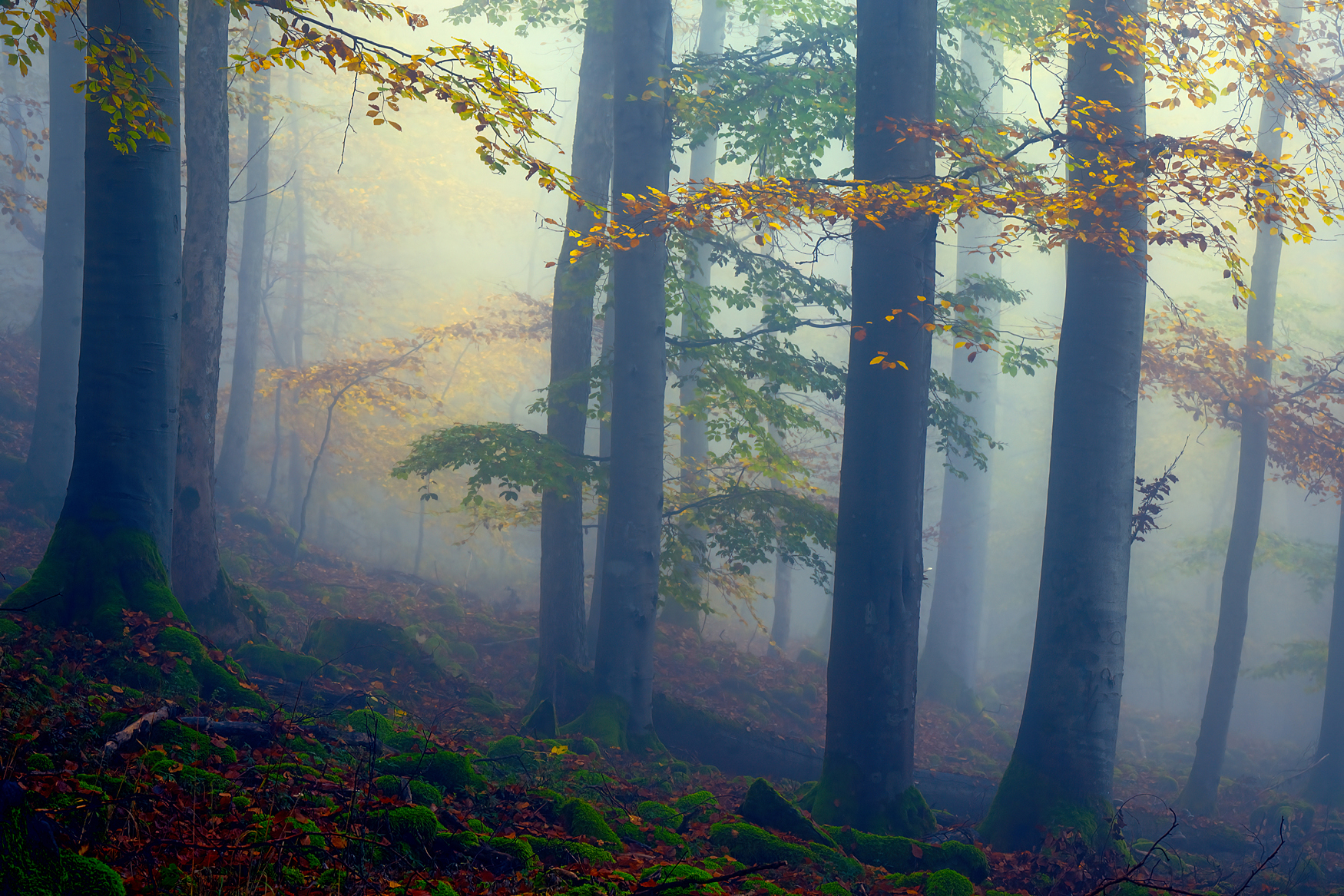 Herbst im Buchenwald