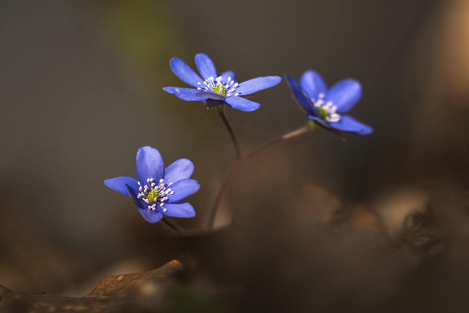 Leberblümchen