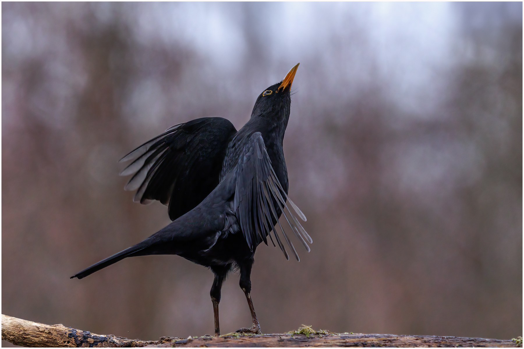 Amsel