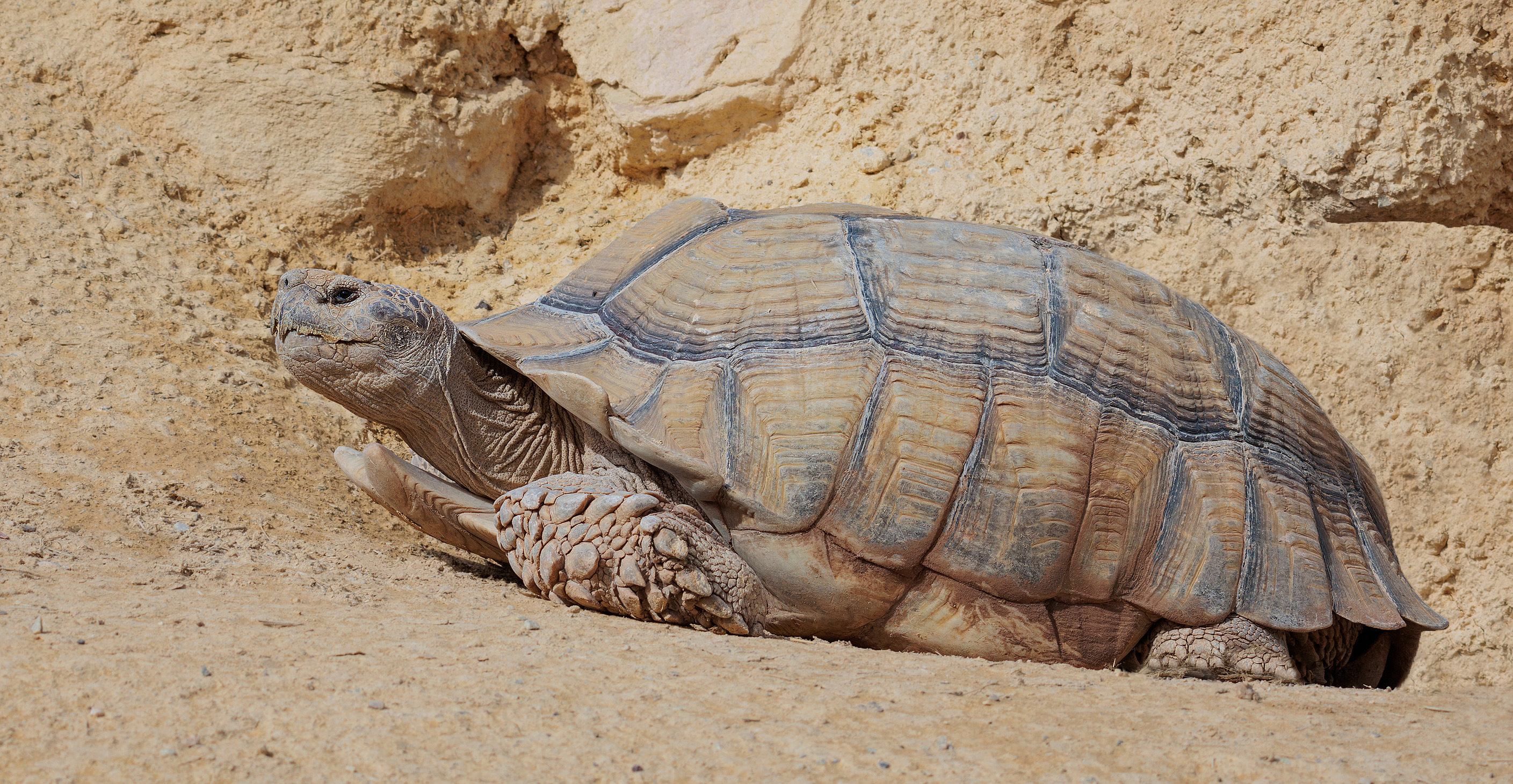 Centrochelys sulcata