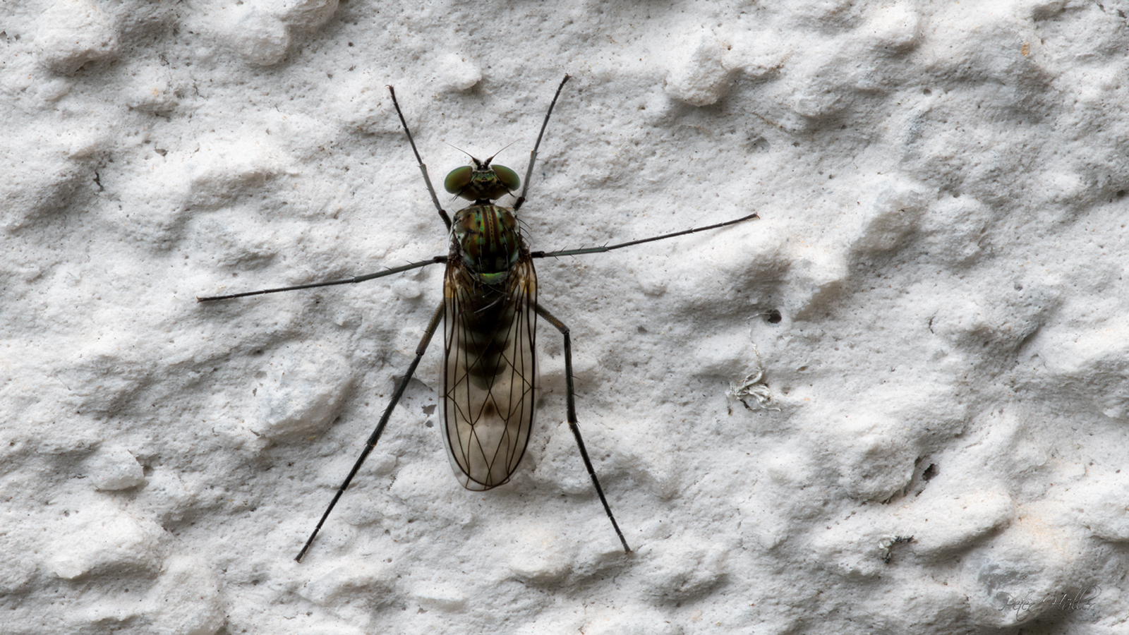 Fliege oder Mücke?