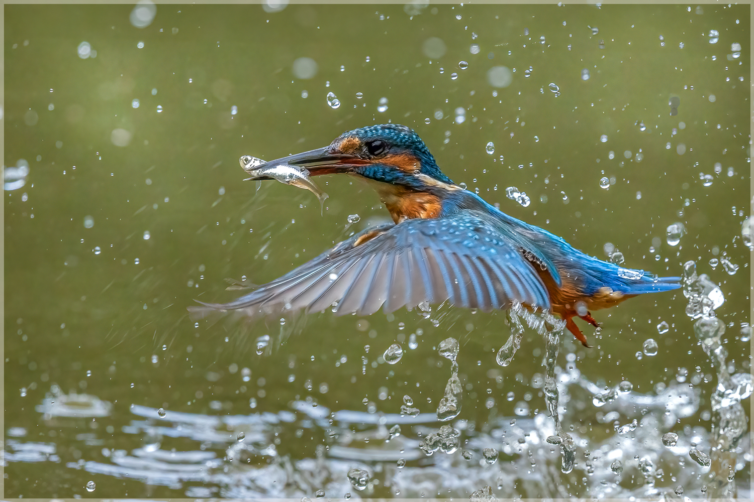 Eisvogel