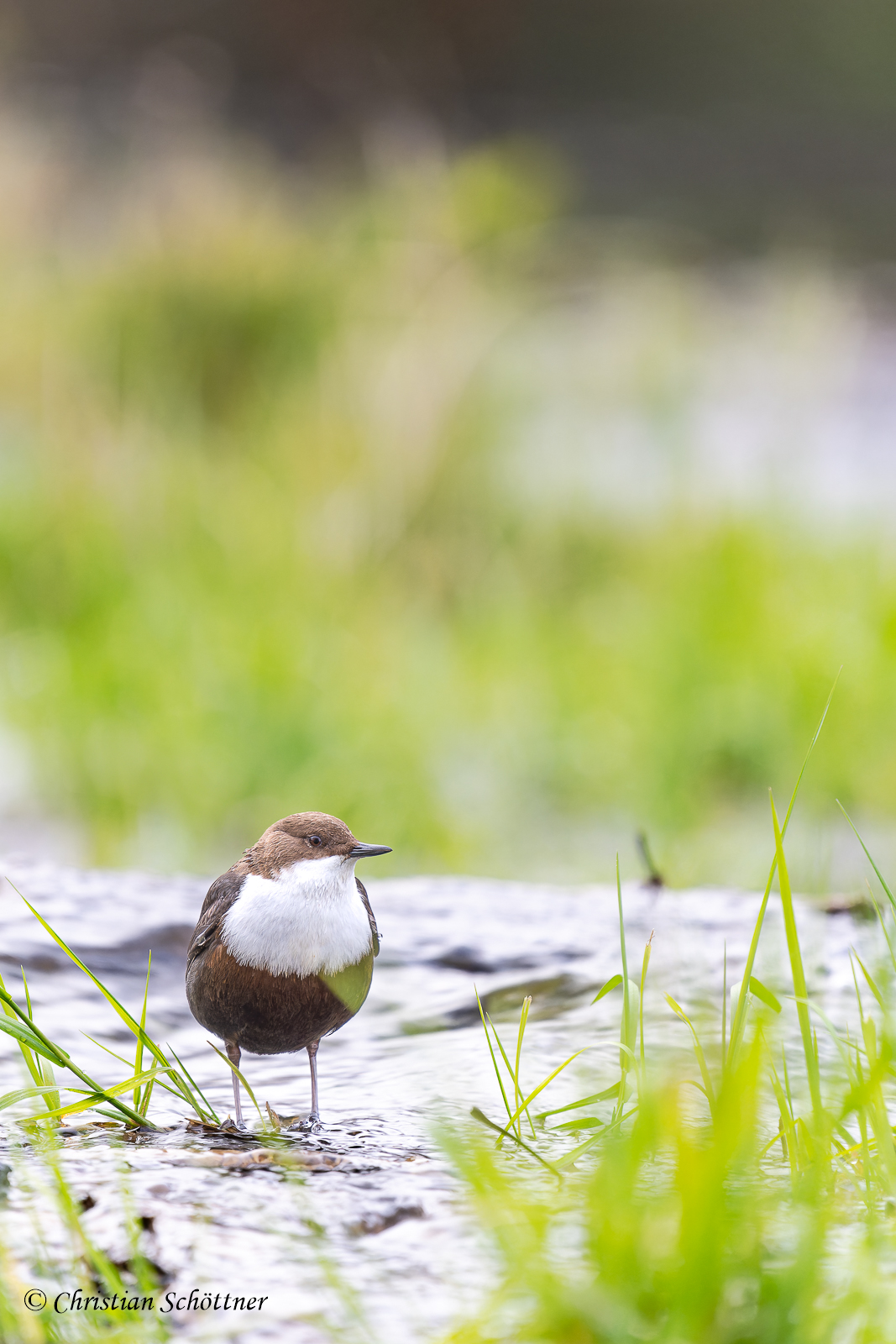 Wasseramsel im Grünen