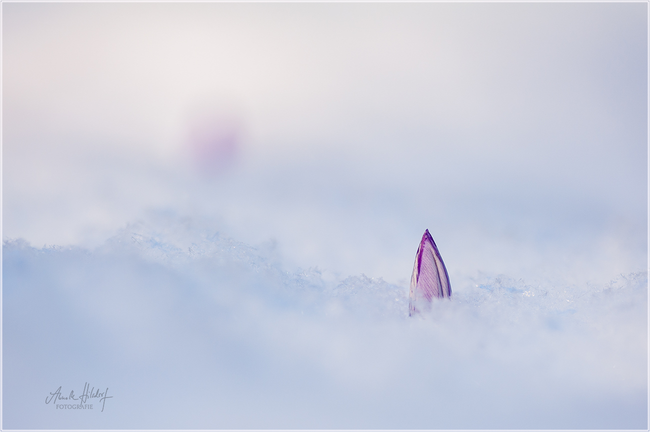 Krokus im Schnee