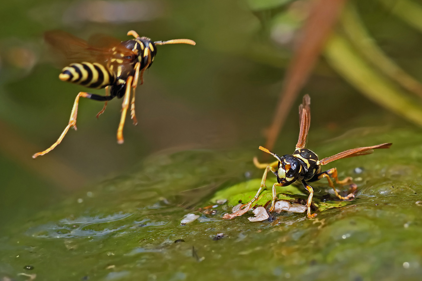 Anflug zur Insektentränke