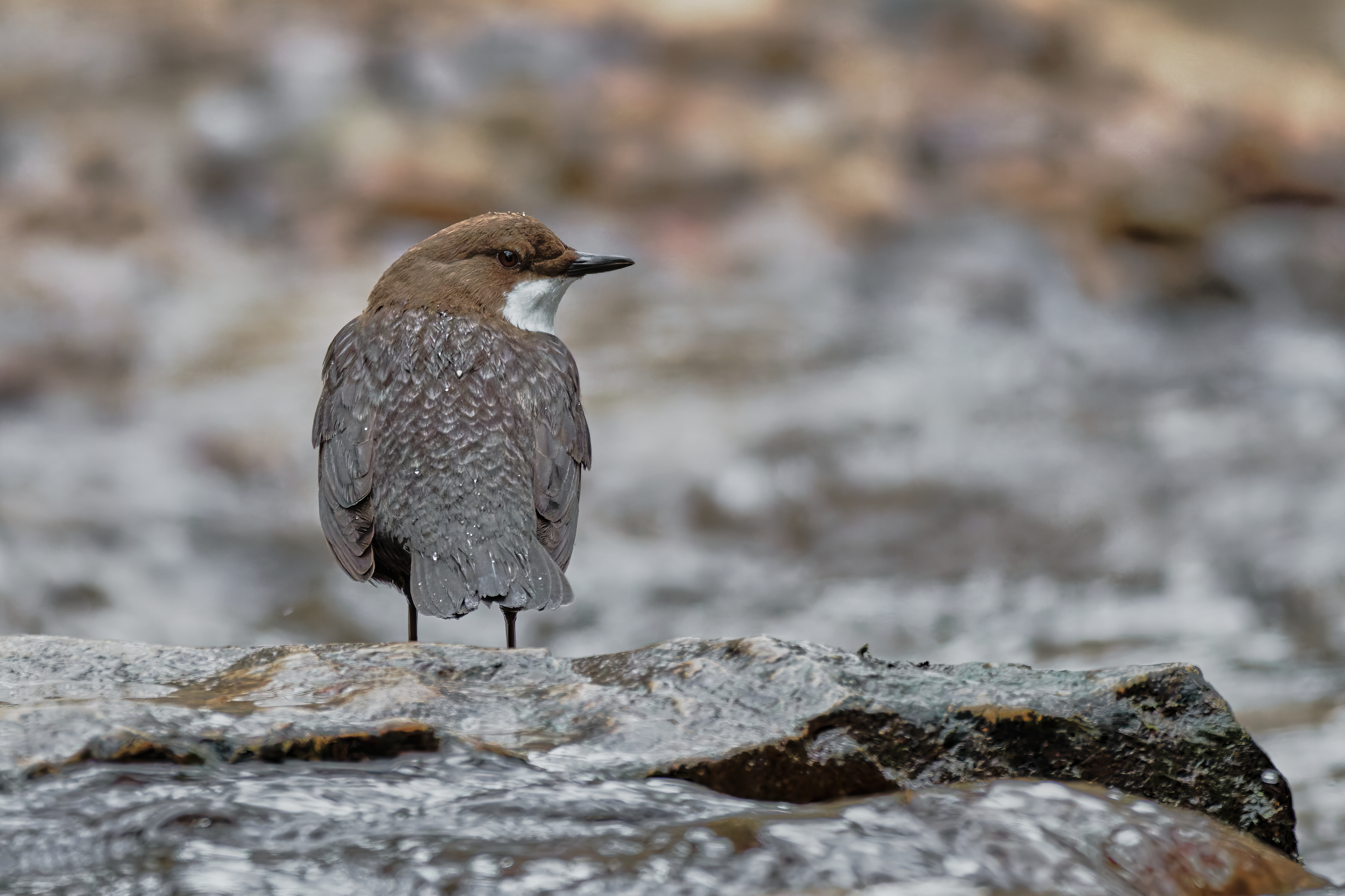 Wasseramsel