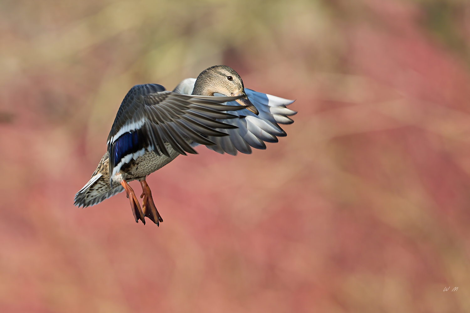Ente