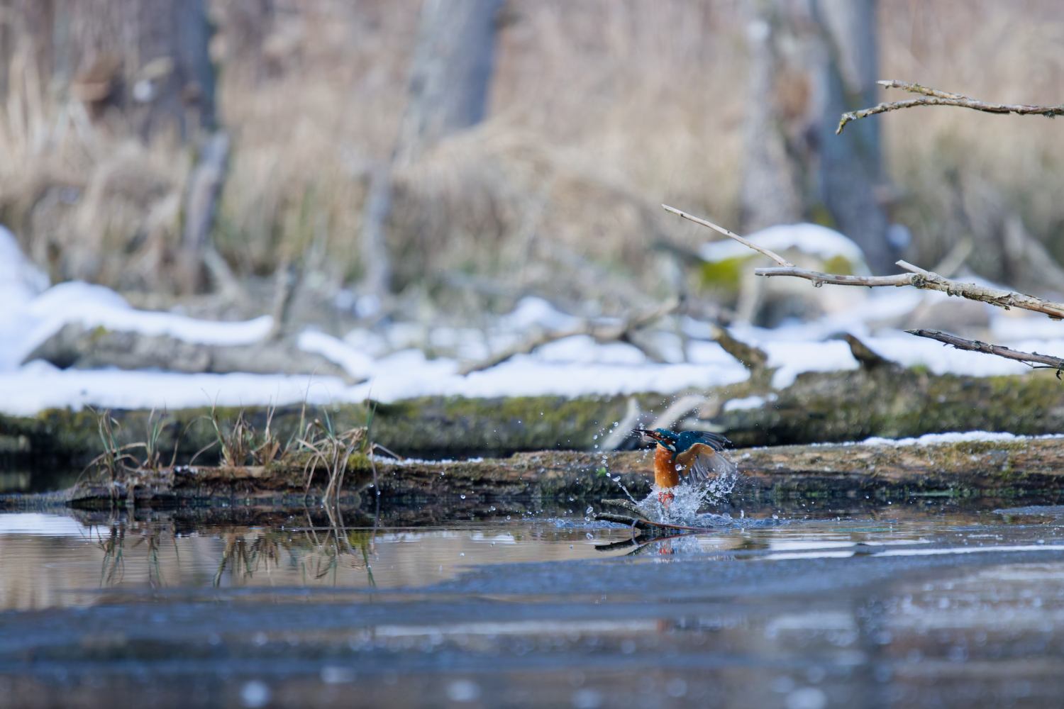 Eisvogel bei der Jagd