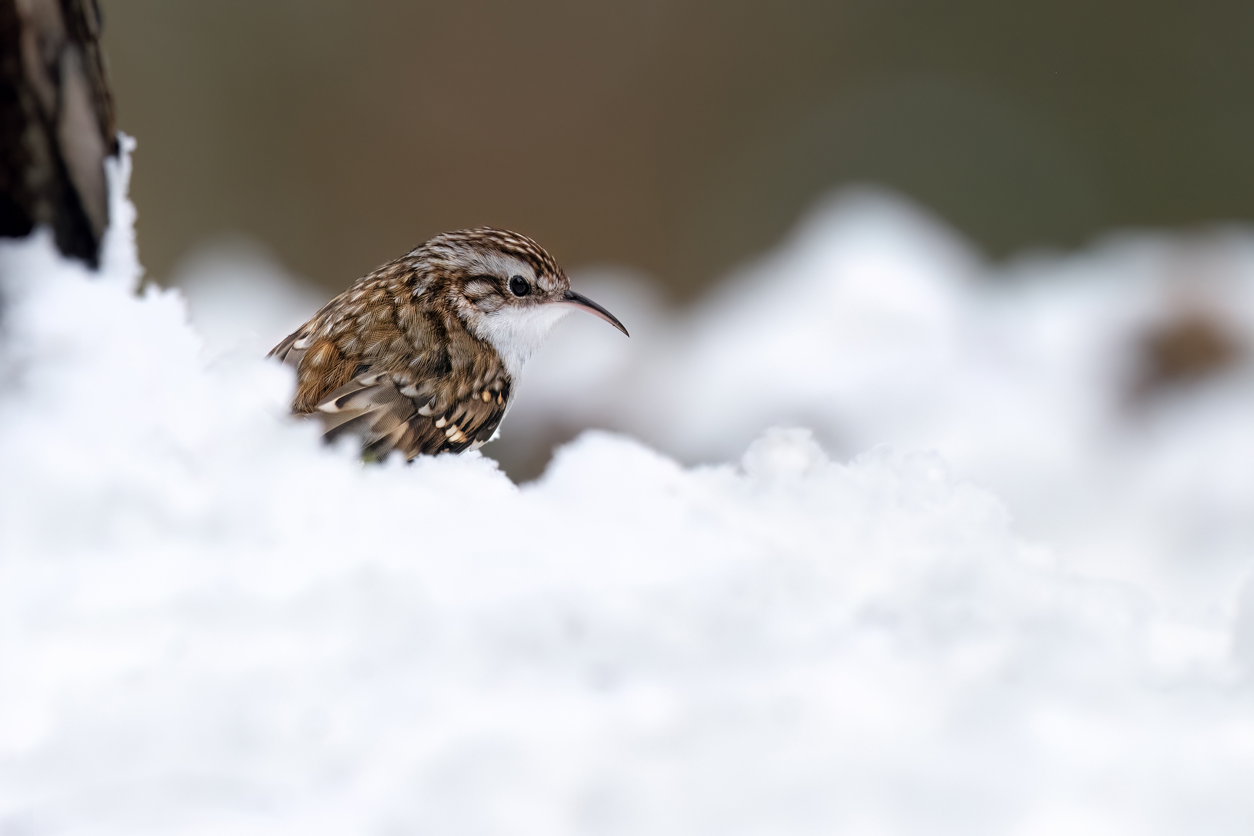 Läufer im Schnee (Waldbaumläufer)