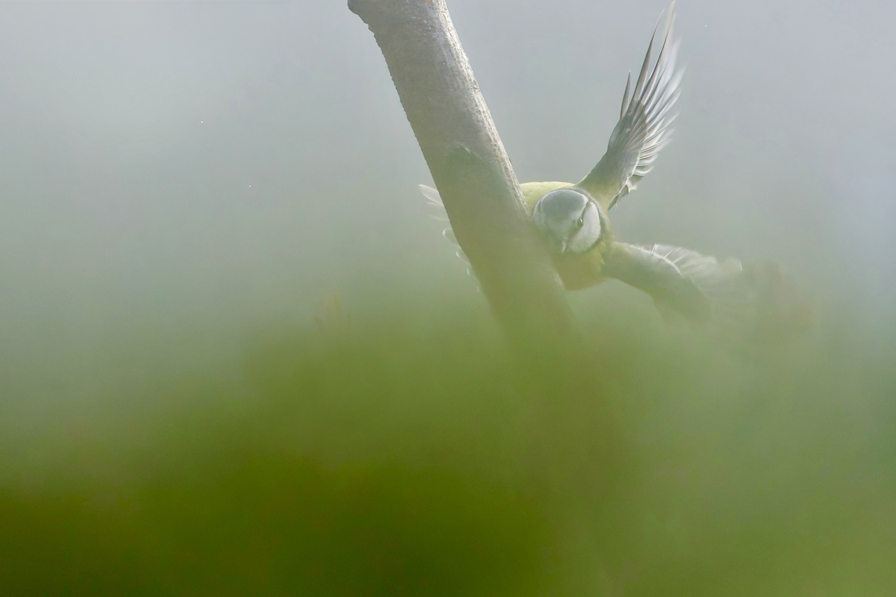 Blaumeise im Nebel