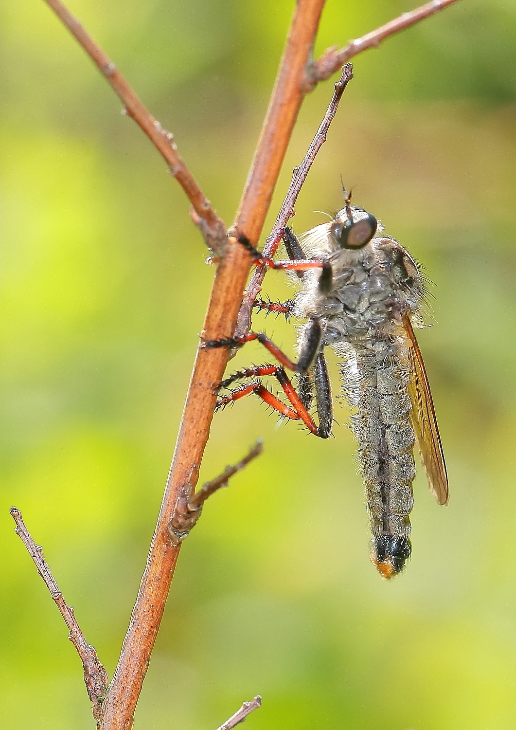 Ein Weibchen der Goldafterfliege