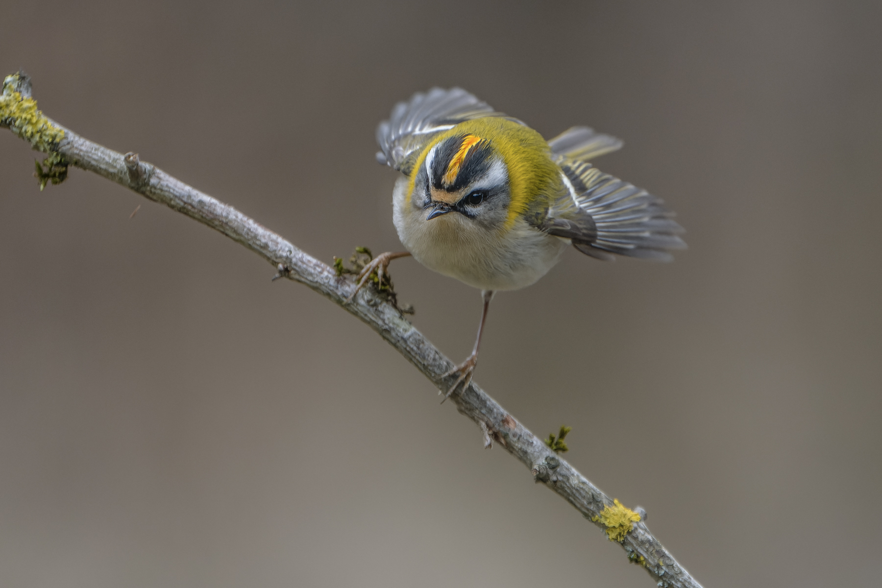 Sommergoldhähnchen