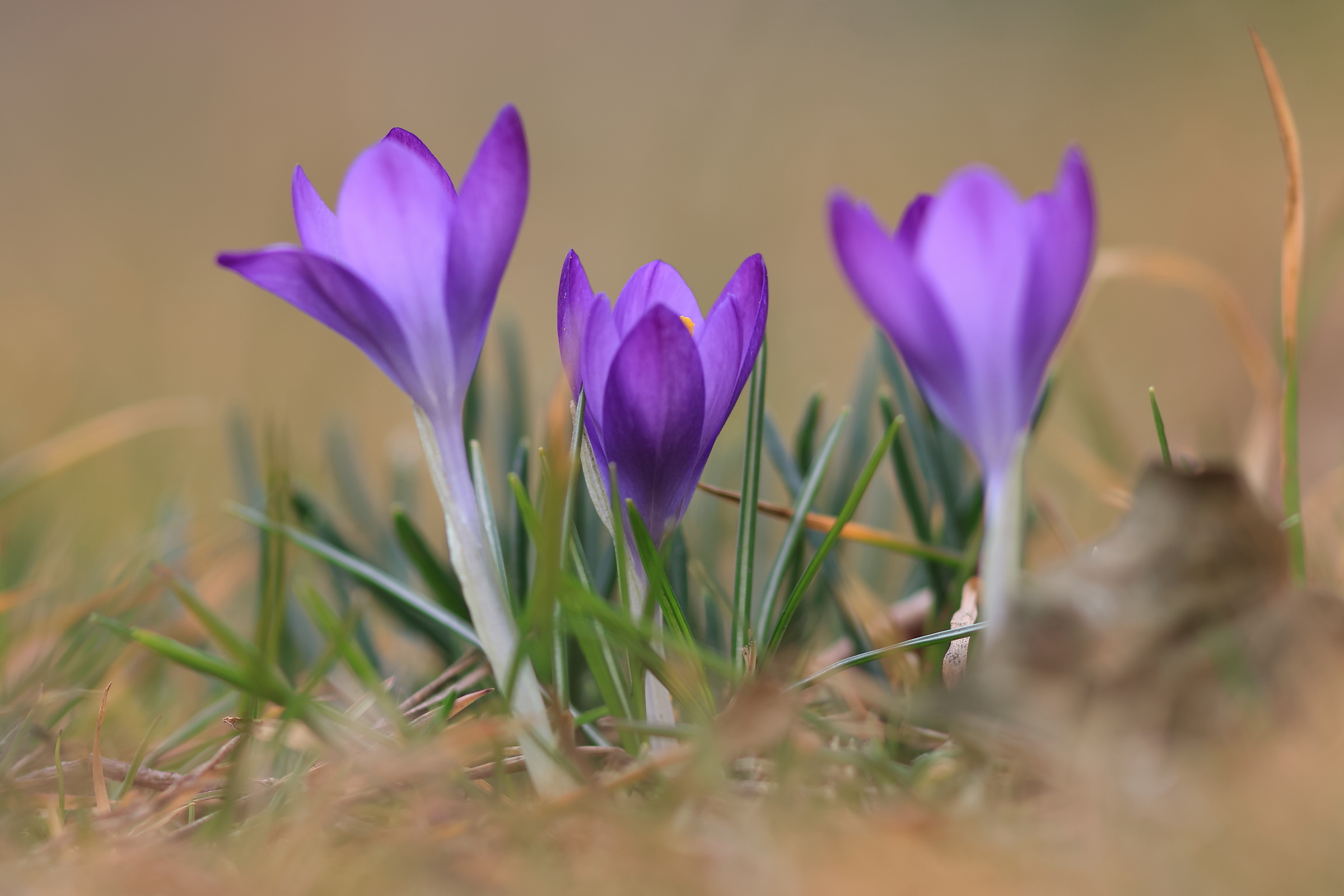 Frühling im Anzug