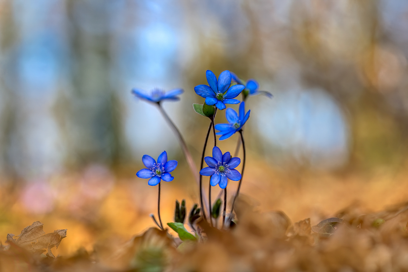 Leberblümchen-Familie ...