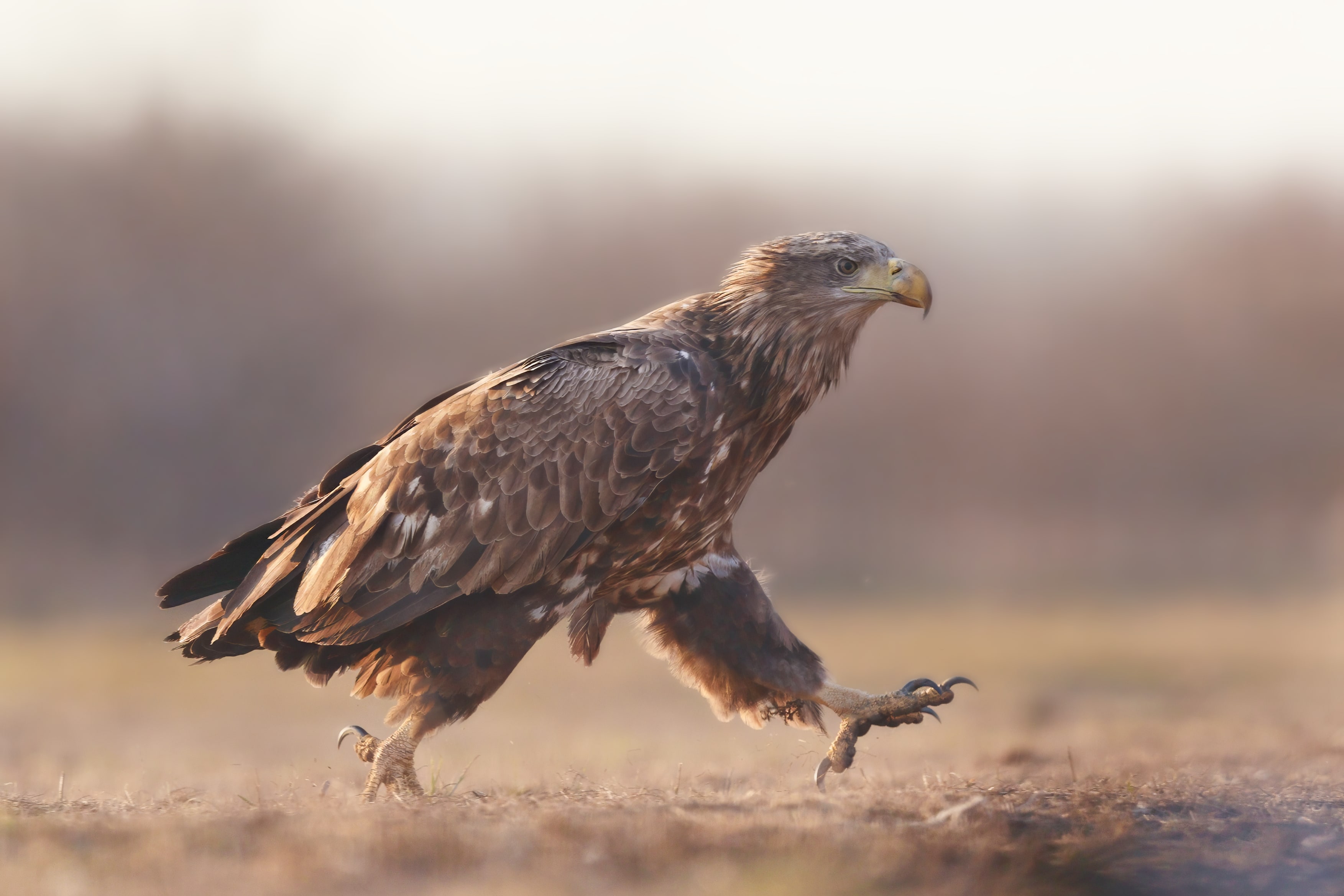 junger Seeadler