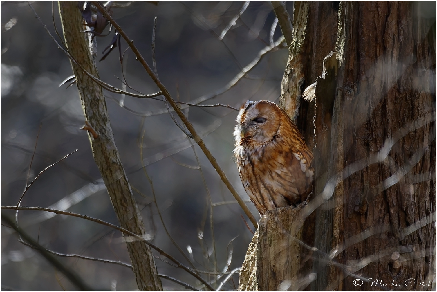 Waldkauz (Strix aluco)