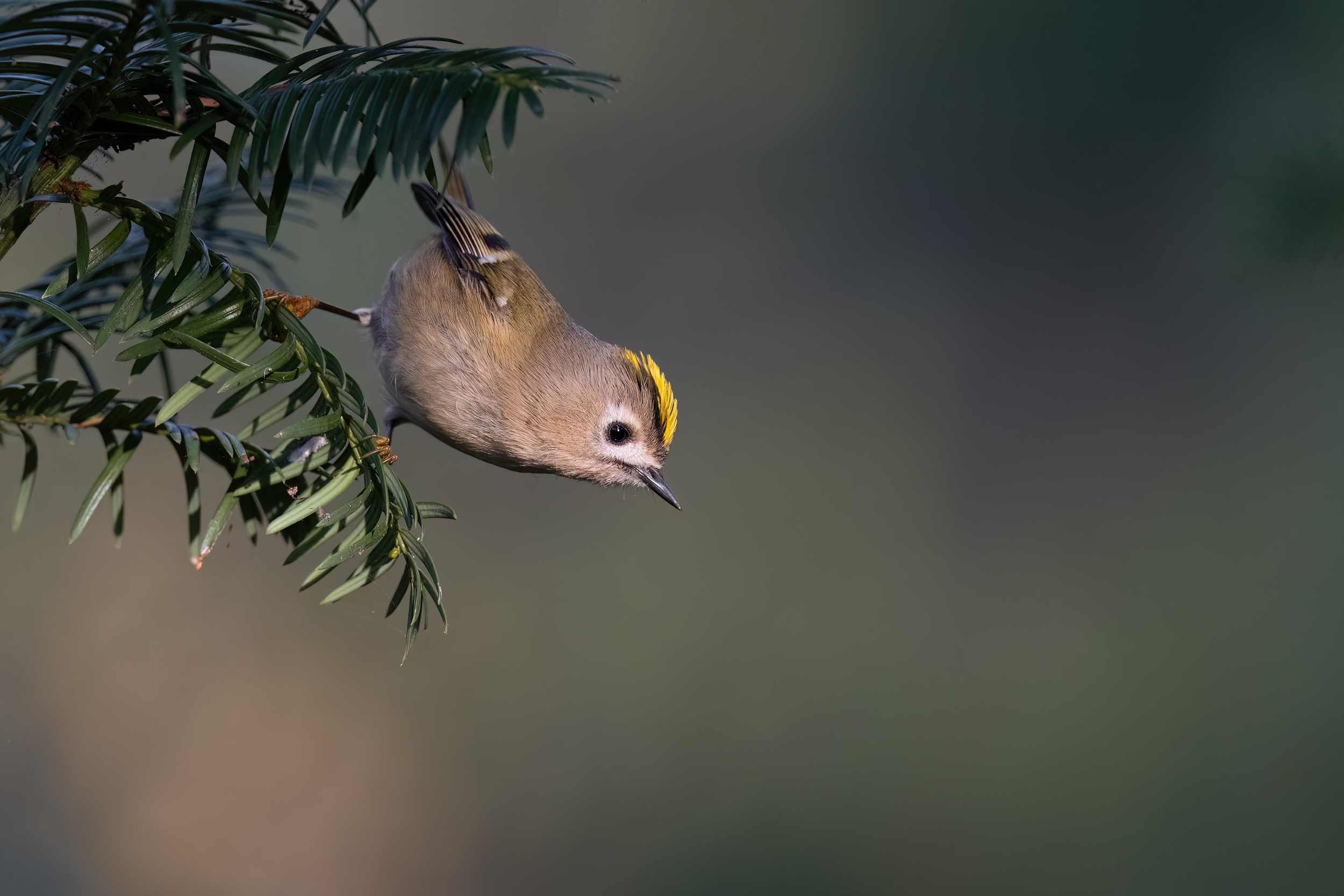 Überhangmandat (Wintergoldhähnchen)