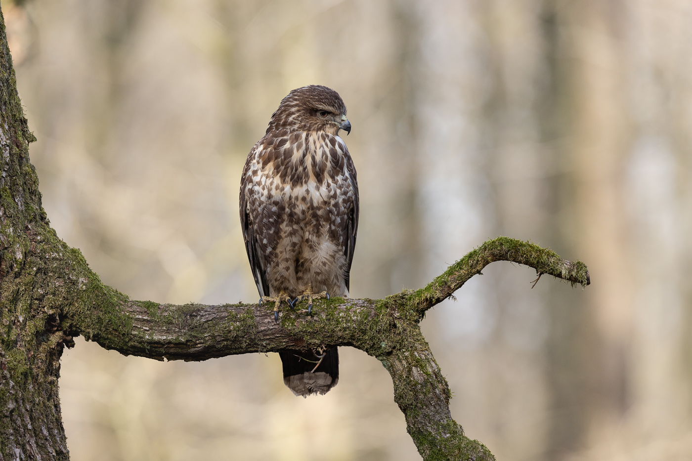 Waldbussard