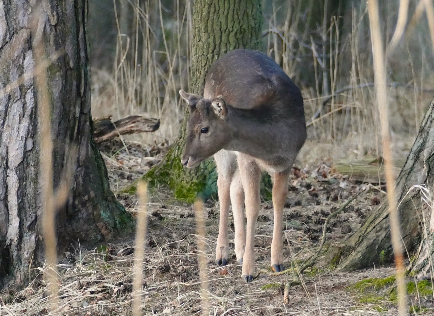 Damhirschkalb