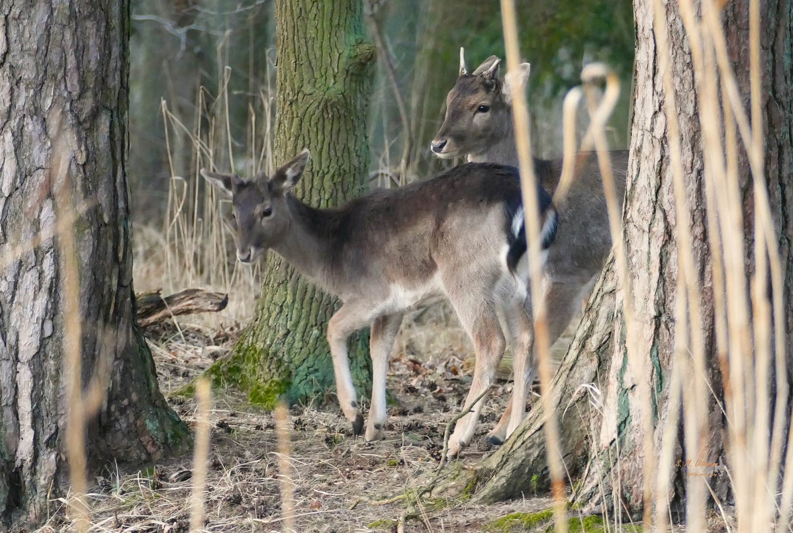 Damhirschkalb und junger Spießer