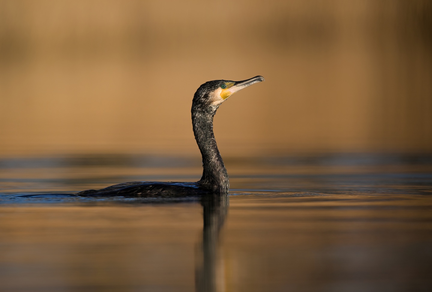 Kormoran