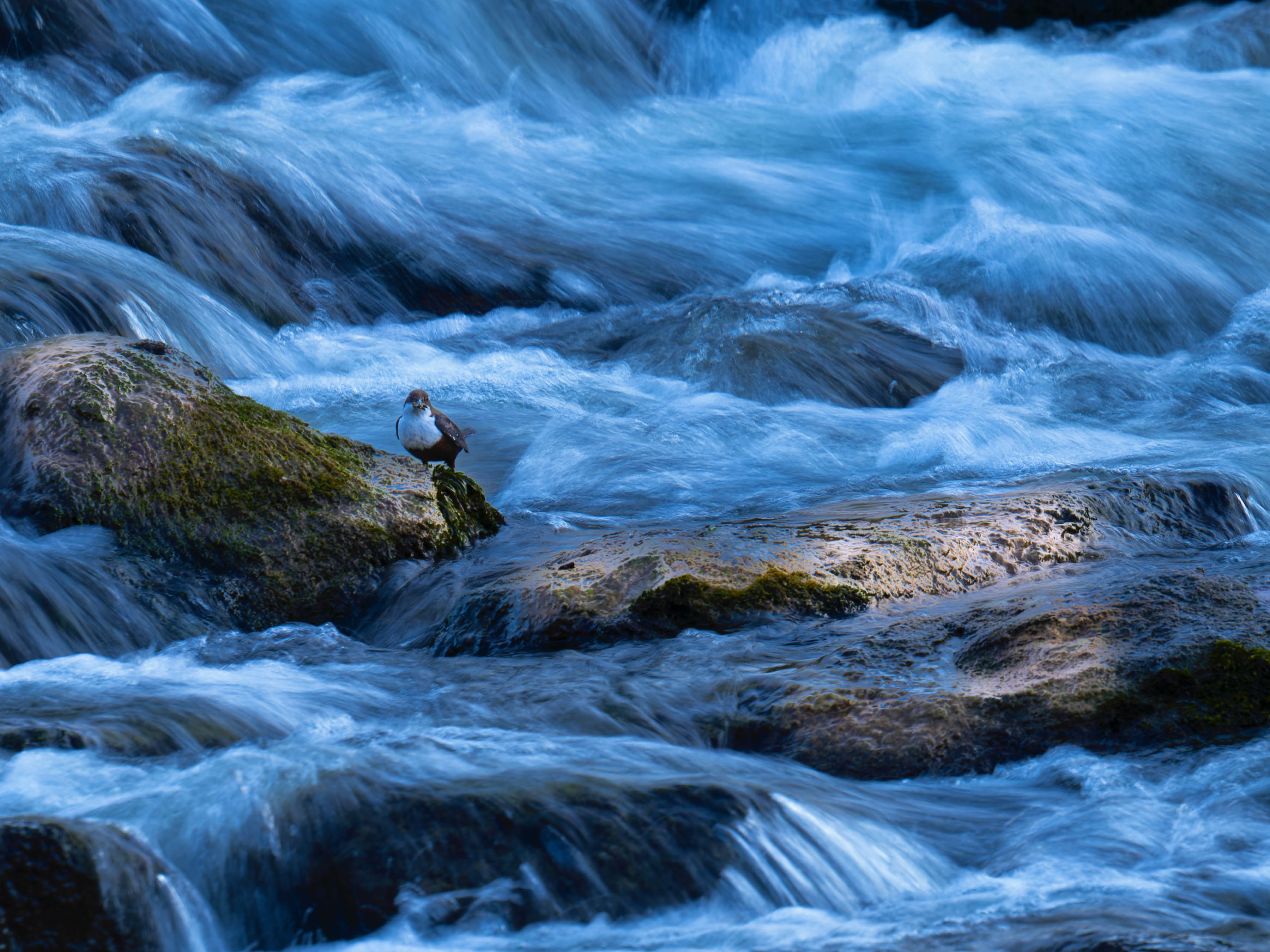 Wasseramsel im Habitat