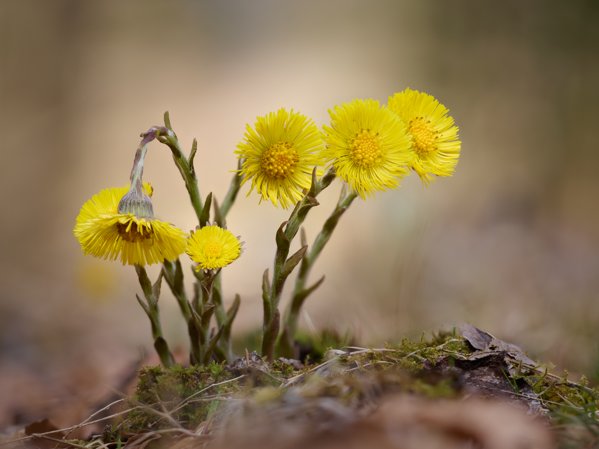 Lichthungrig (Forum für Naturfotografen)
