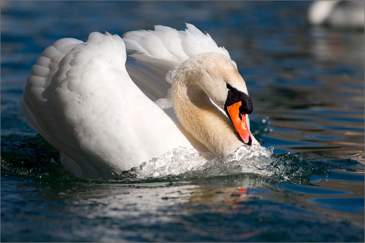 Schöner Schwan