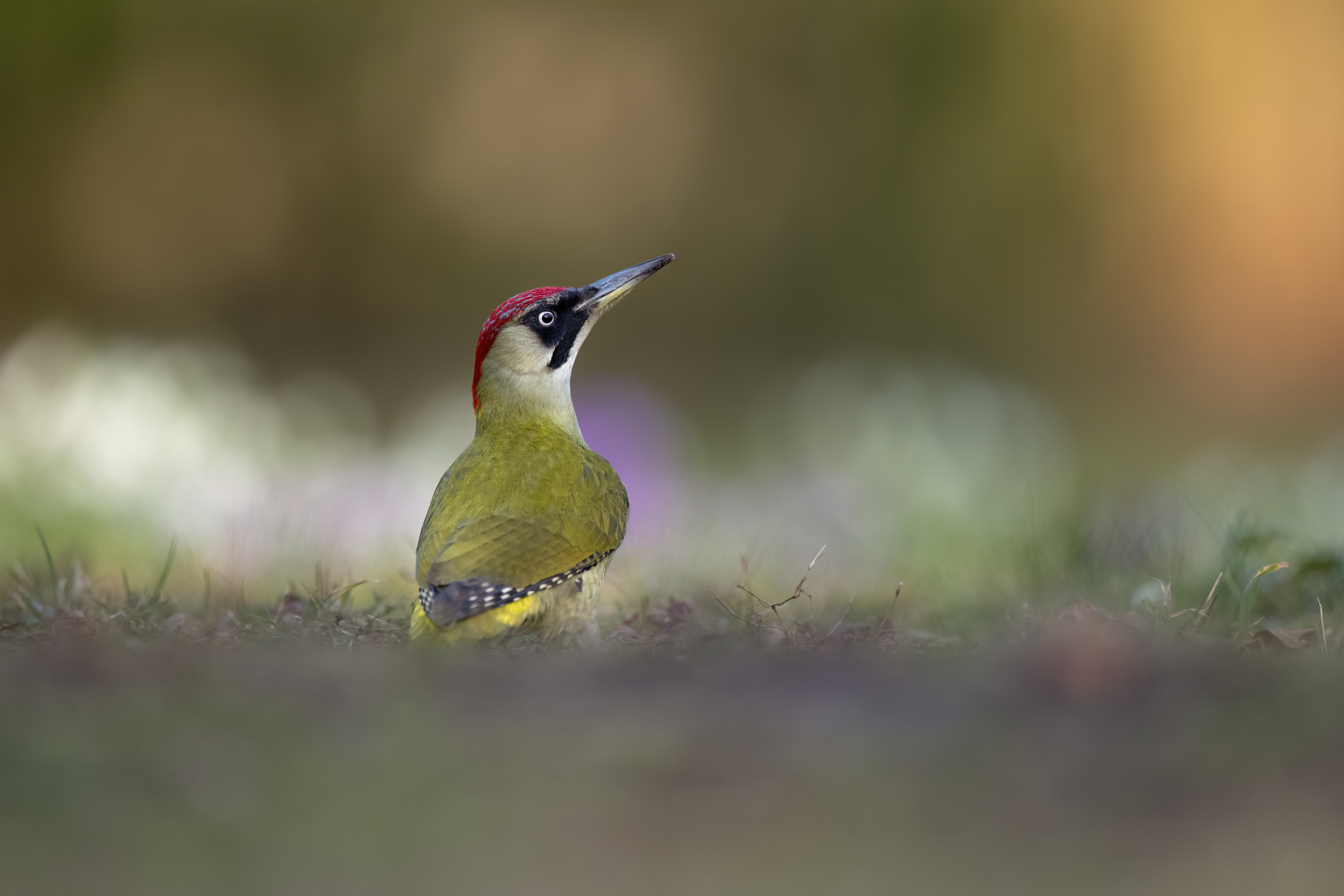 Frühlingserwachen beim Grünspecht