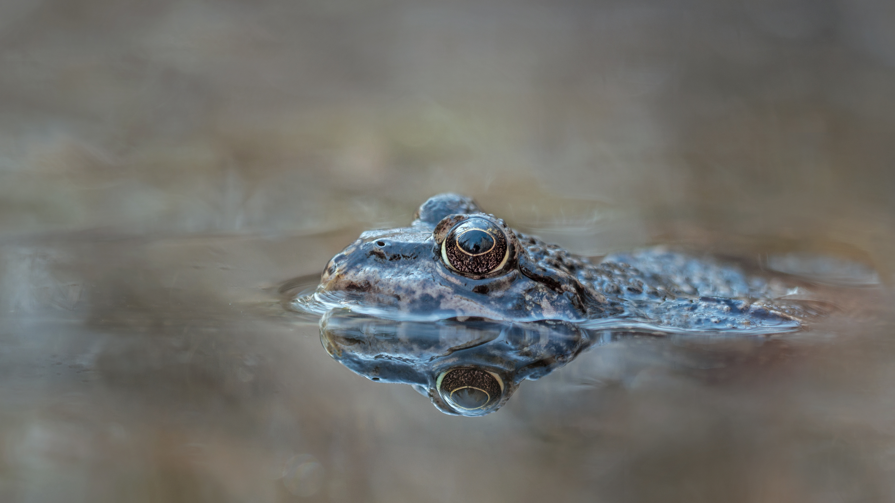 Grünfrosch ??