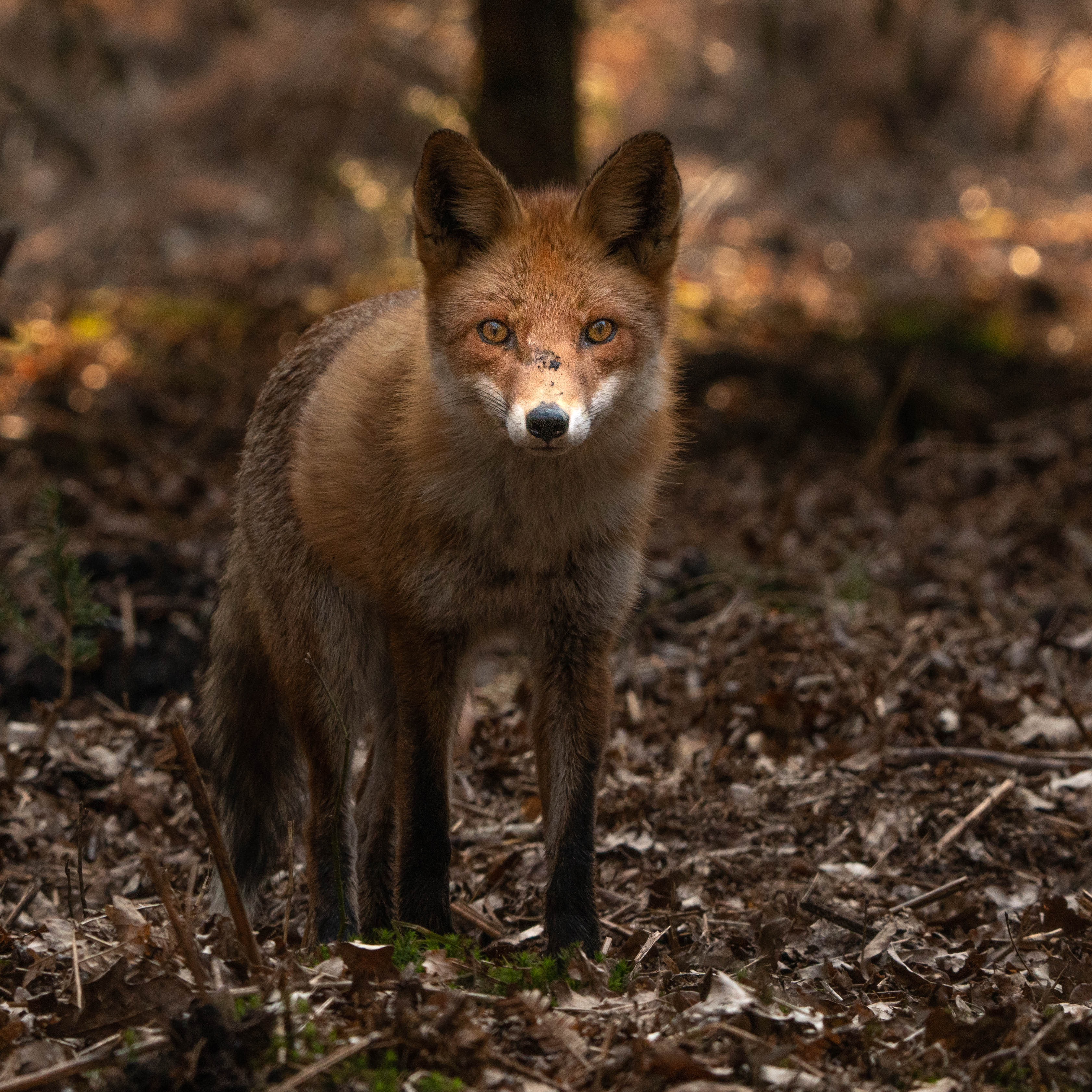 Interessierter Fuchs