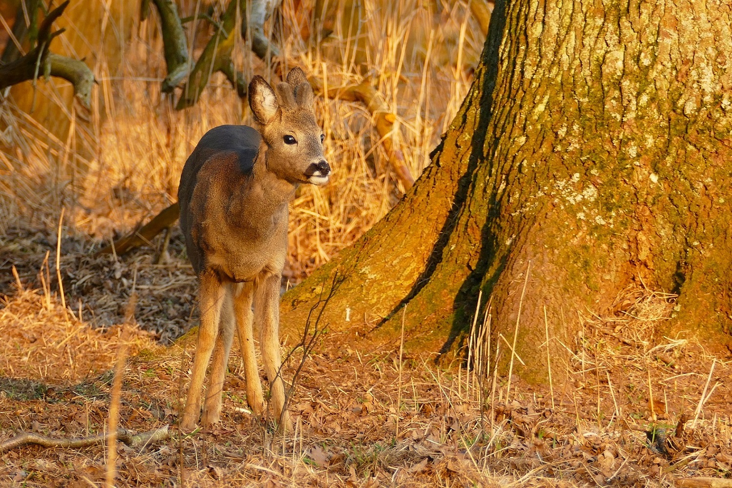 Jungbock