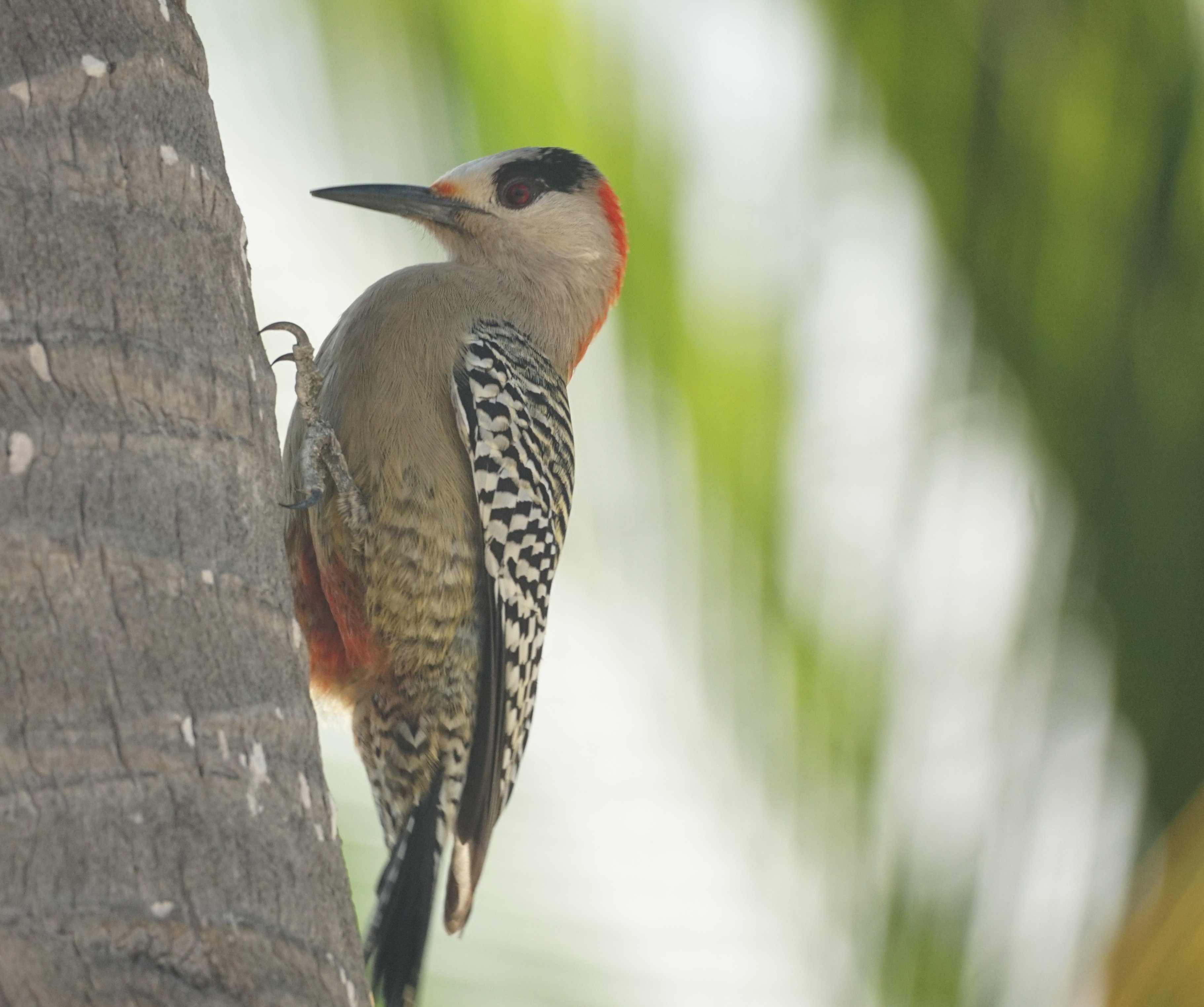 Bahama Specht