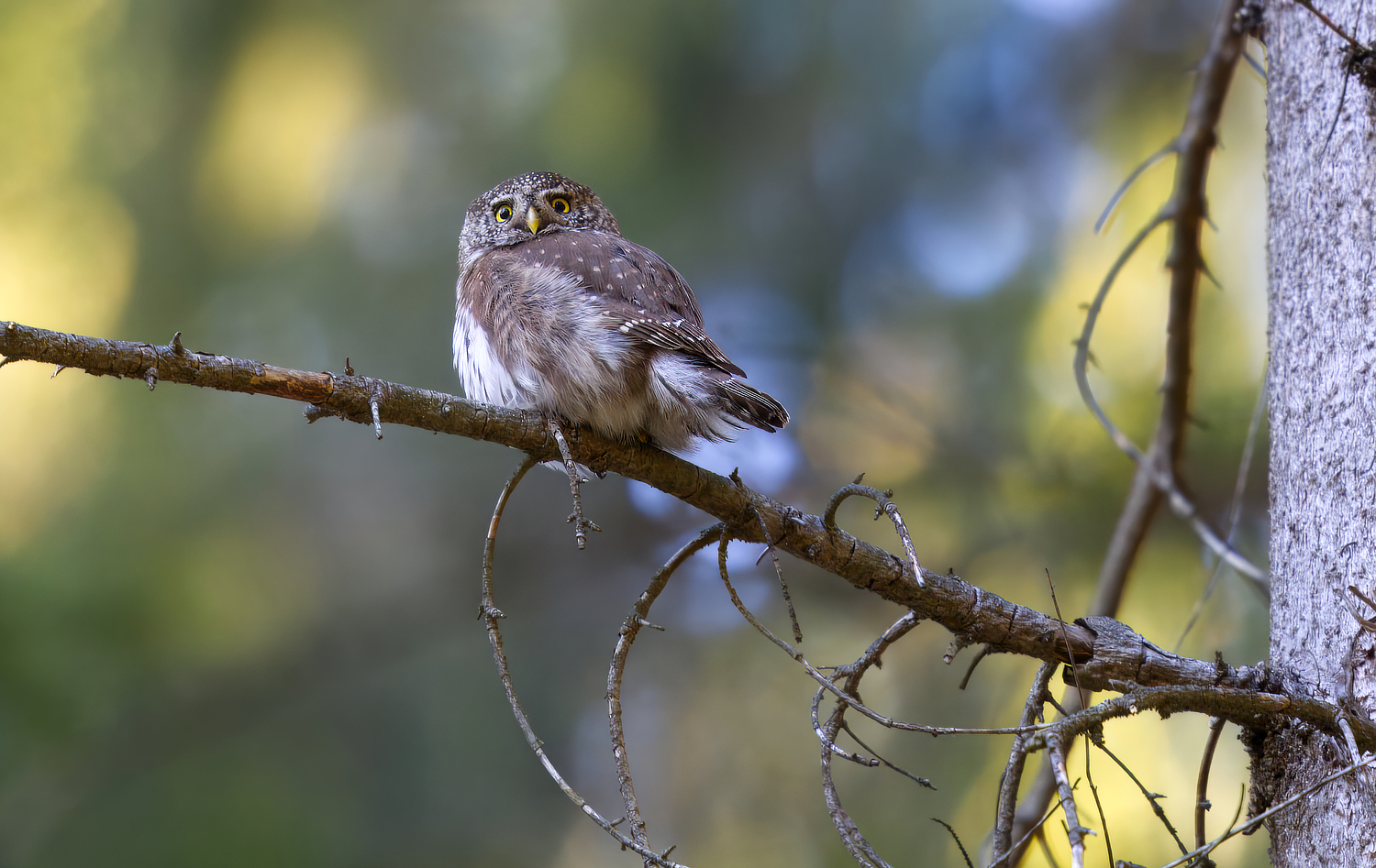 Sperlingskauz in der Spätnachmittagssonne im Hochwald