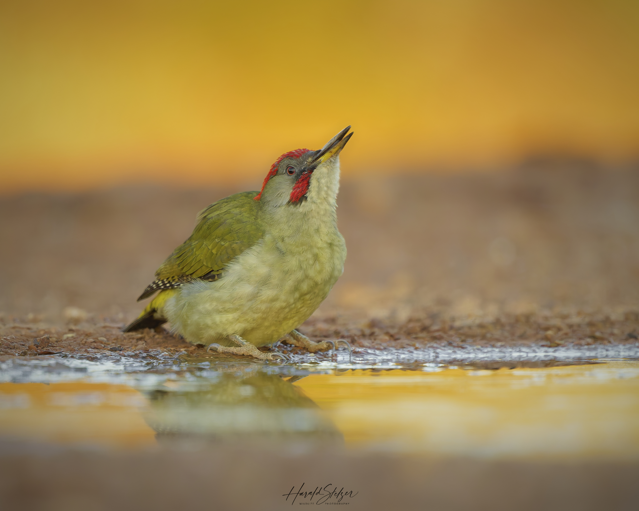 Trinkender Iberischer Grünspecht