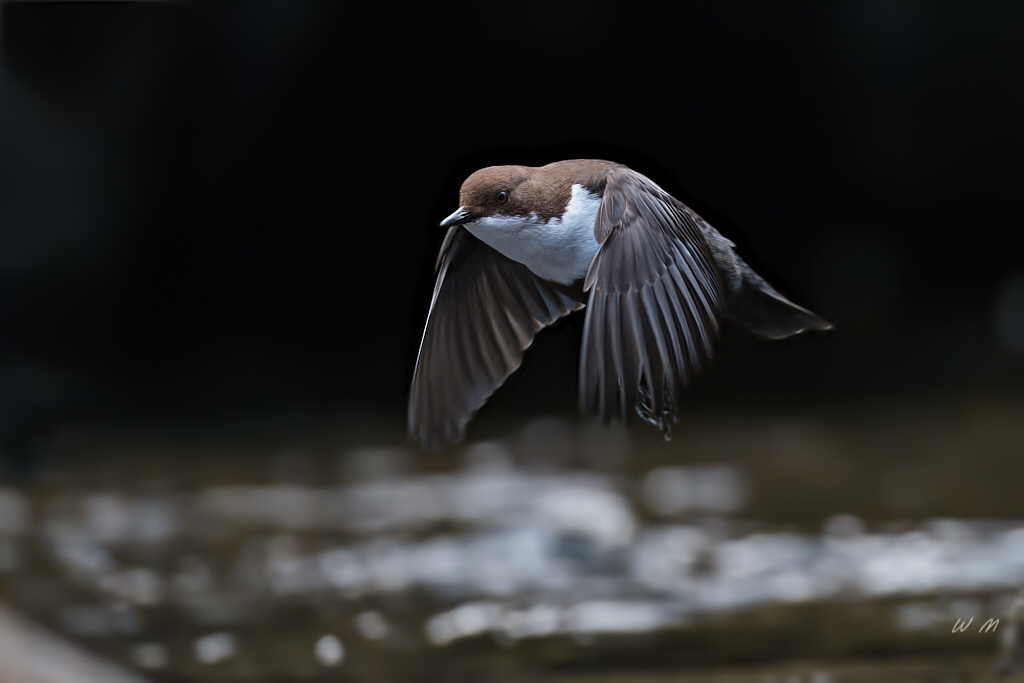 Wasseramsel