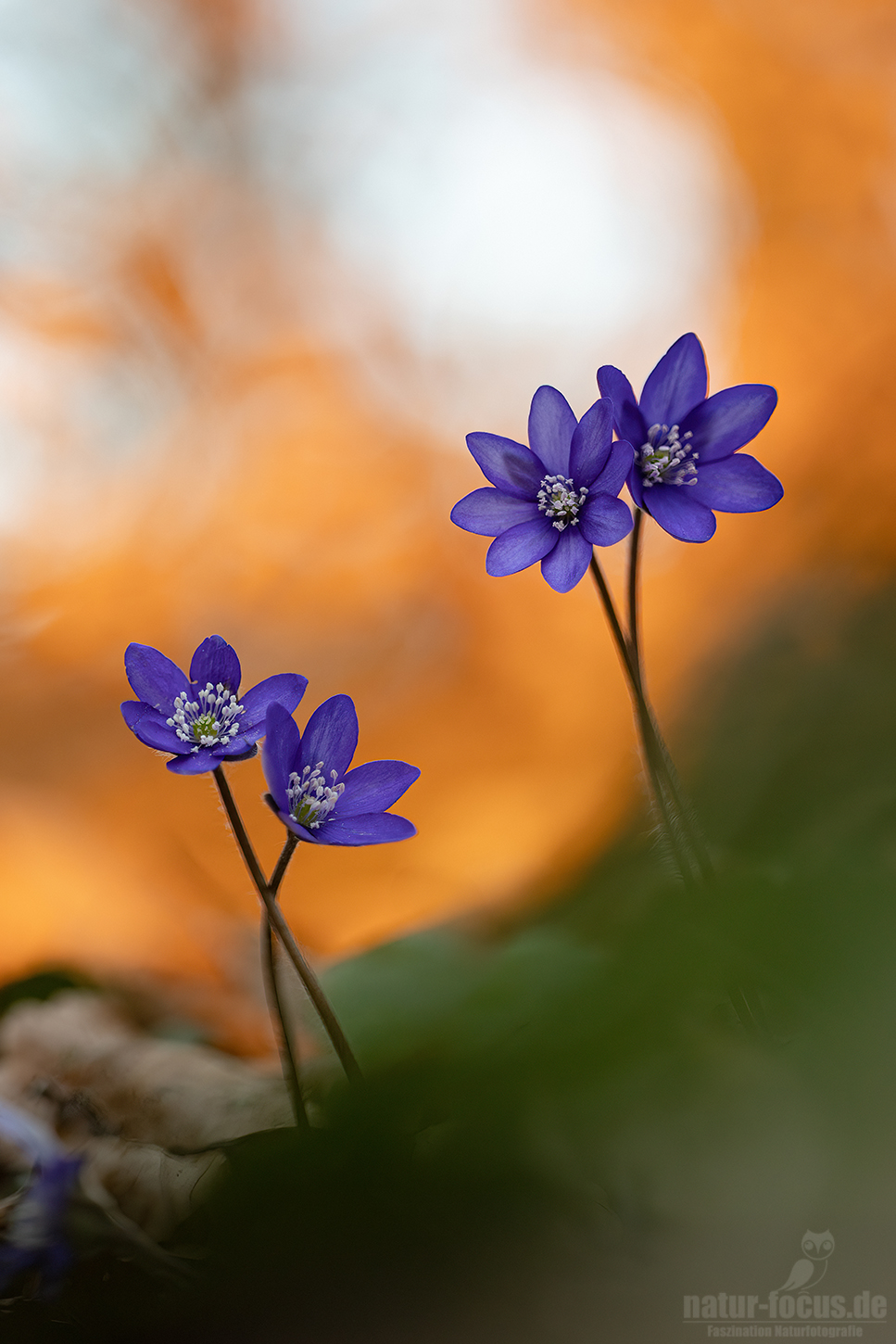 Es duftet nach Frühling...