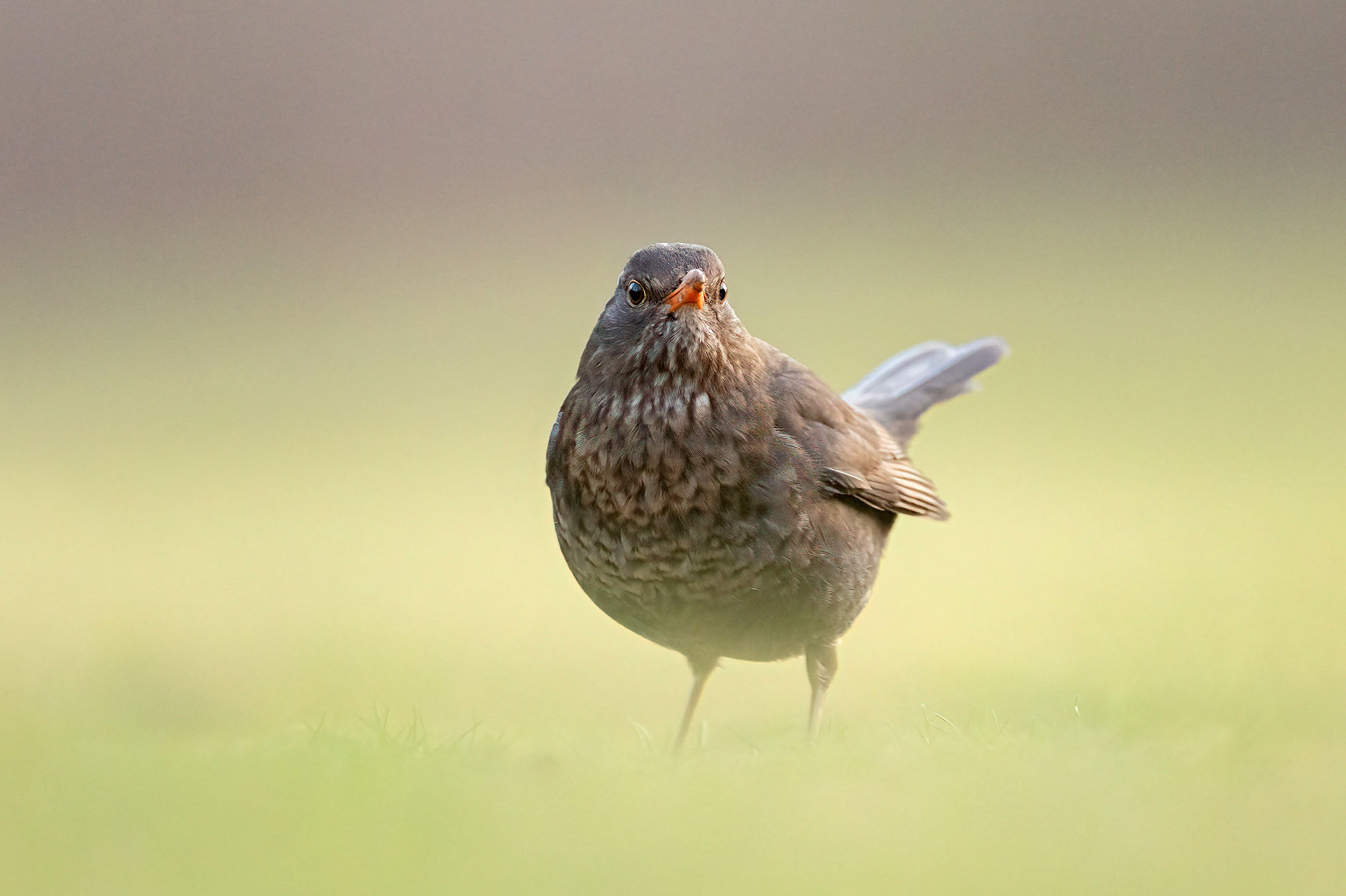 Amsel auf Nahrungssuche