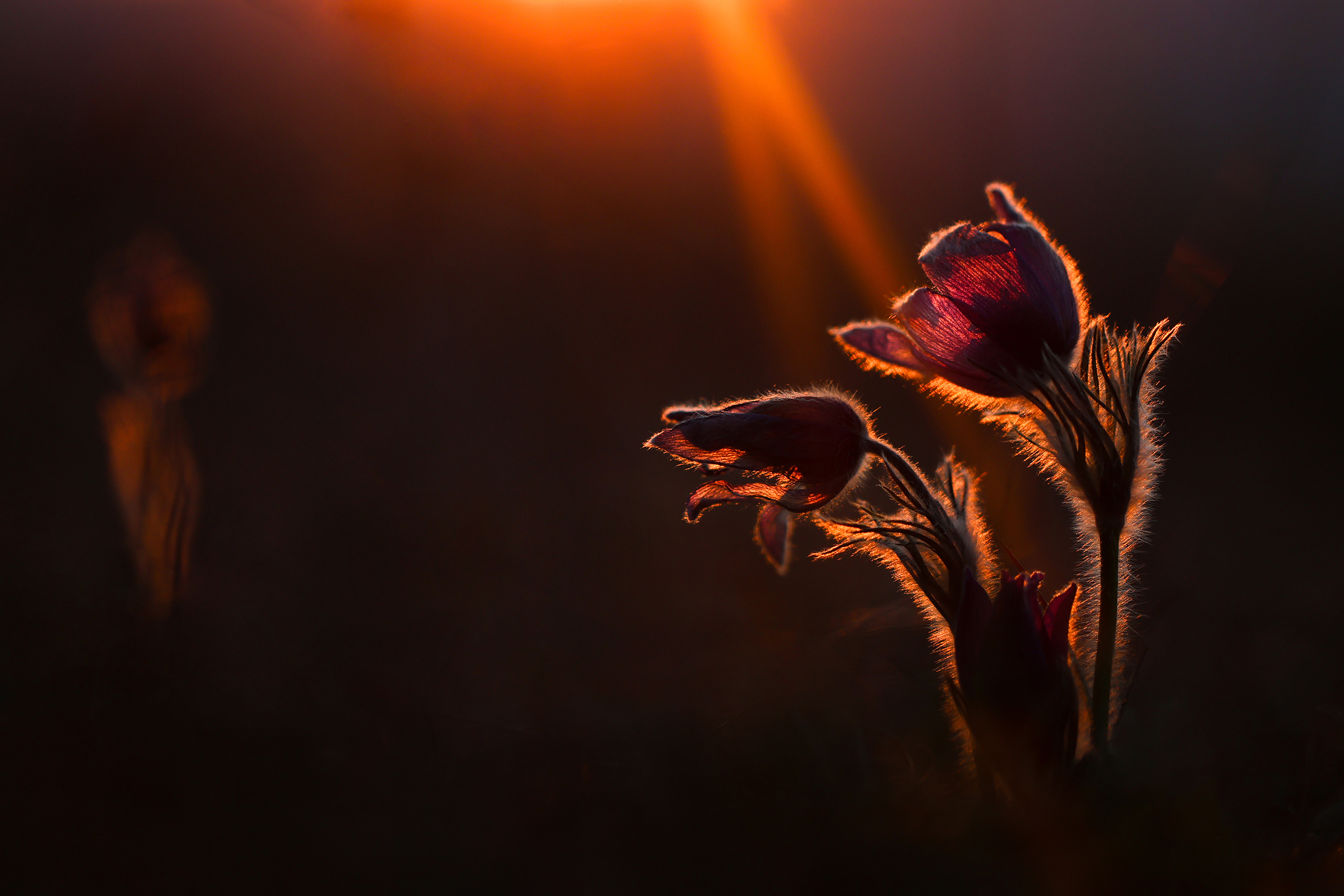 Pulsatilla vulgaris